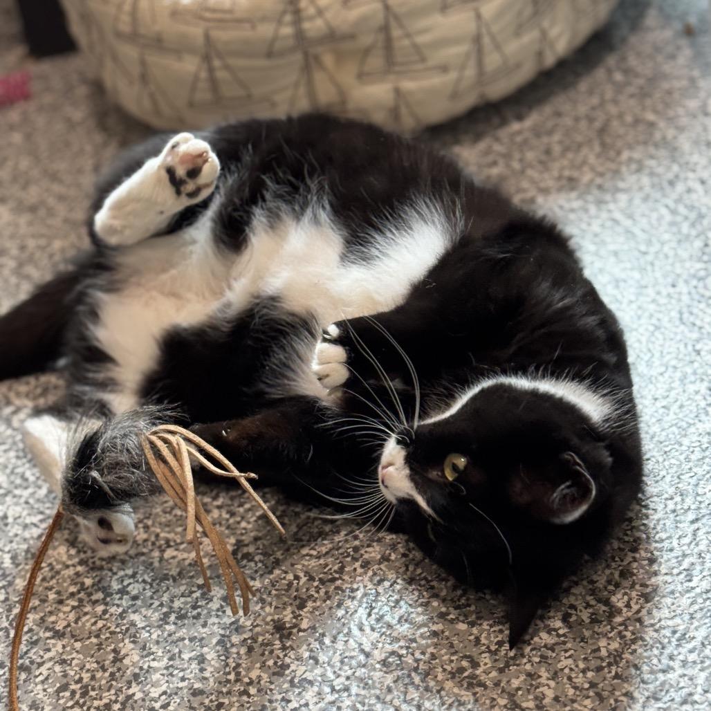 Nebula Star — thumbnail 6