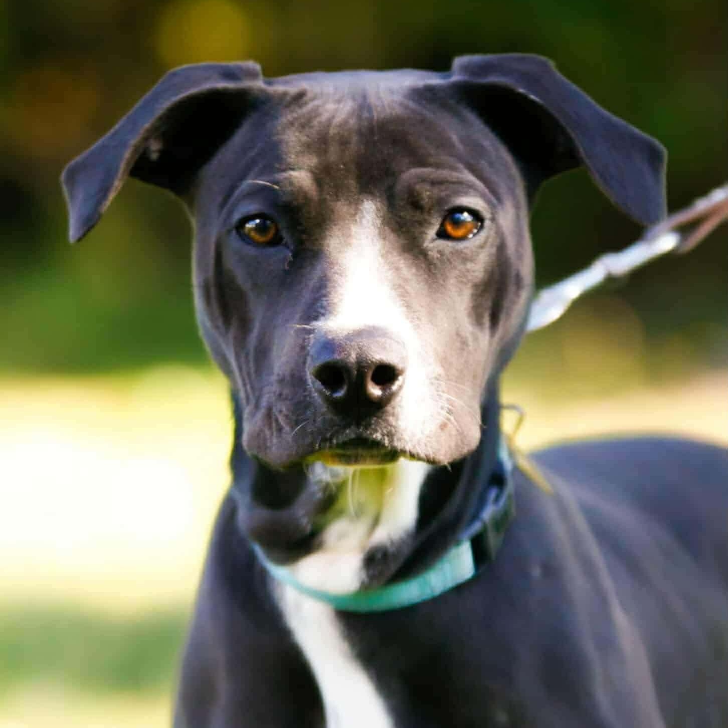 Fancy, ADOPTABLE, Young Female Pit Bull Terrier.