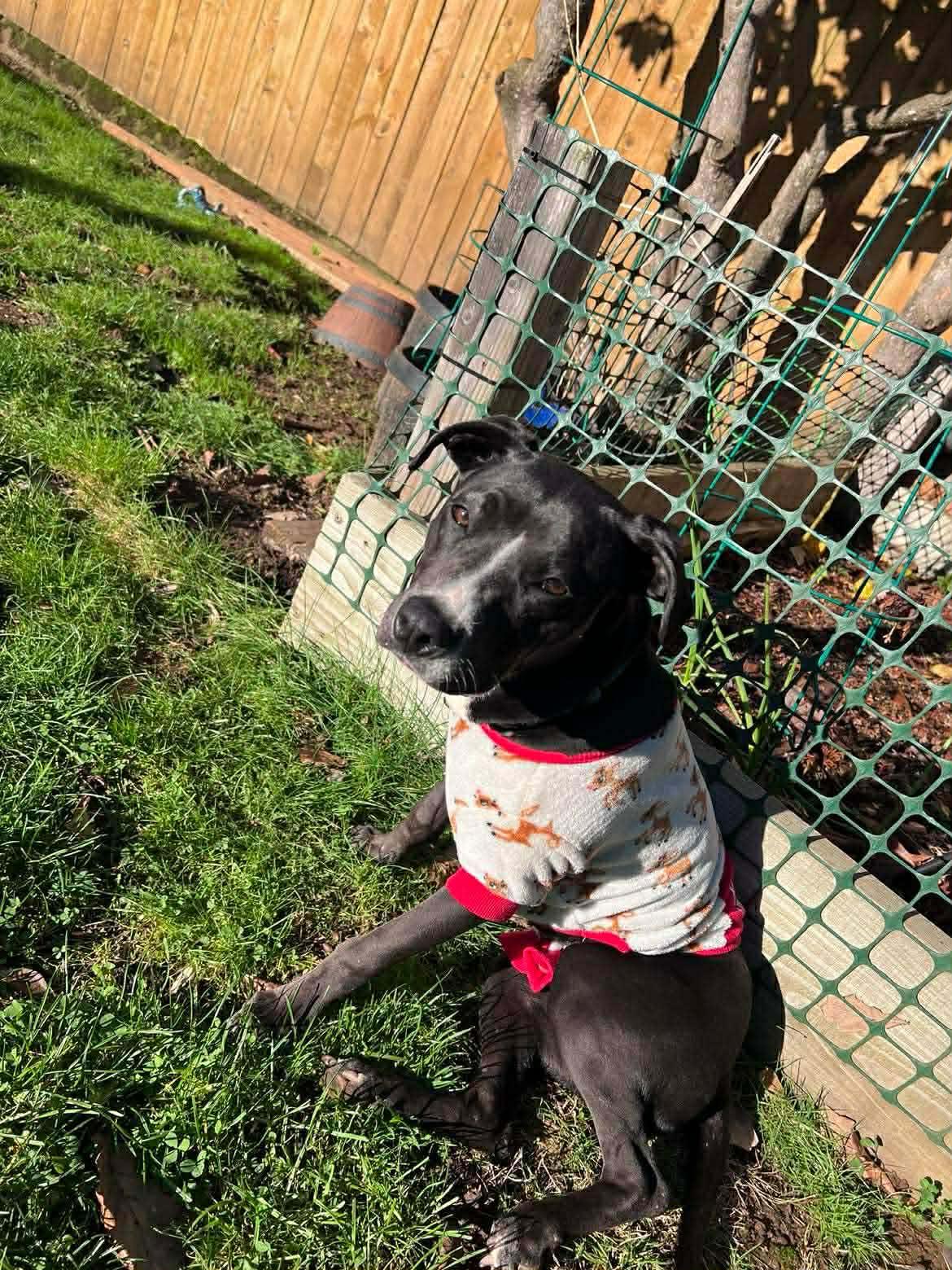 Fancy, a ADOPTABLE mixed breed in Portland, OR image 2/6