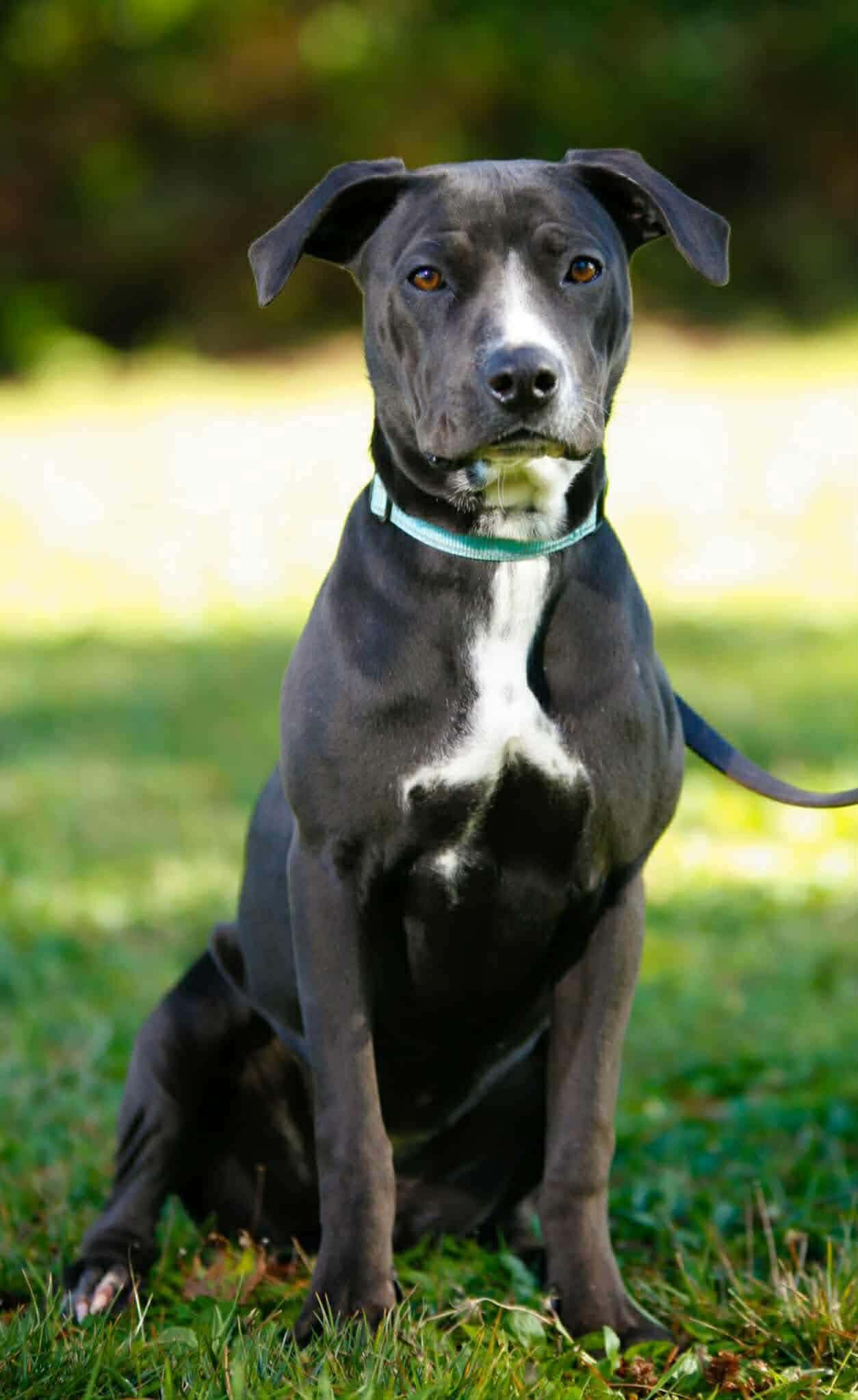 Fancy, a ADOPTABLE mixed breed in Portland, OR image 3/6