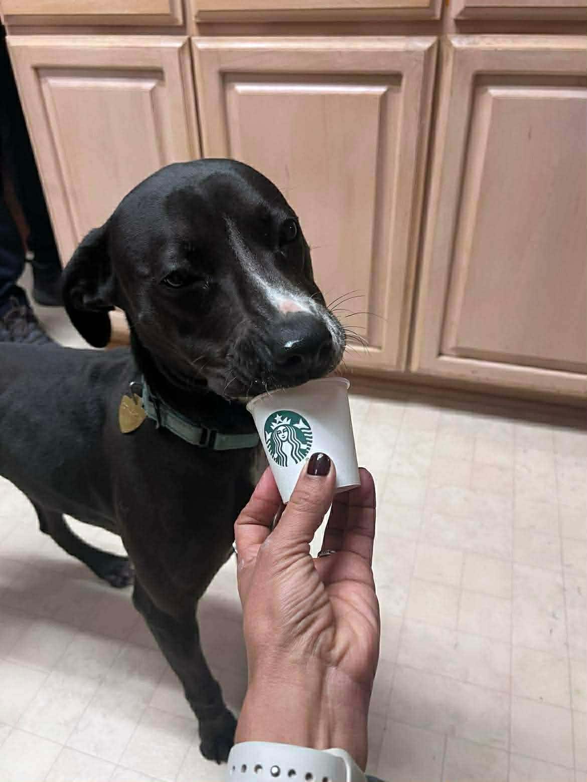 Fancy, a ADOPTABLE mixed breed in Portland, OR image 4/6