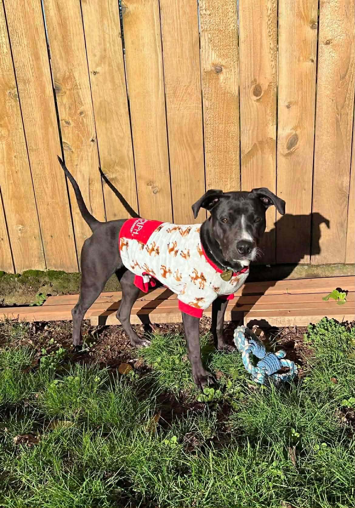 Fancy, a ADOPTABLE mixed breed in Portland, OR image 5/6