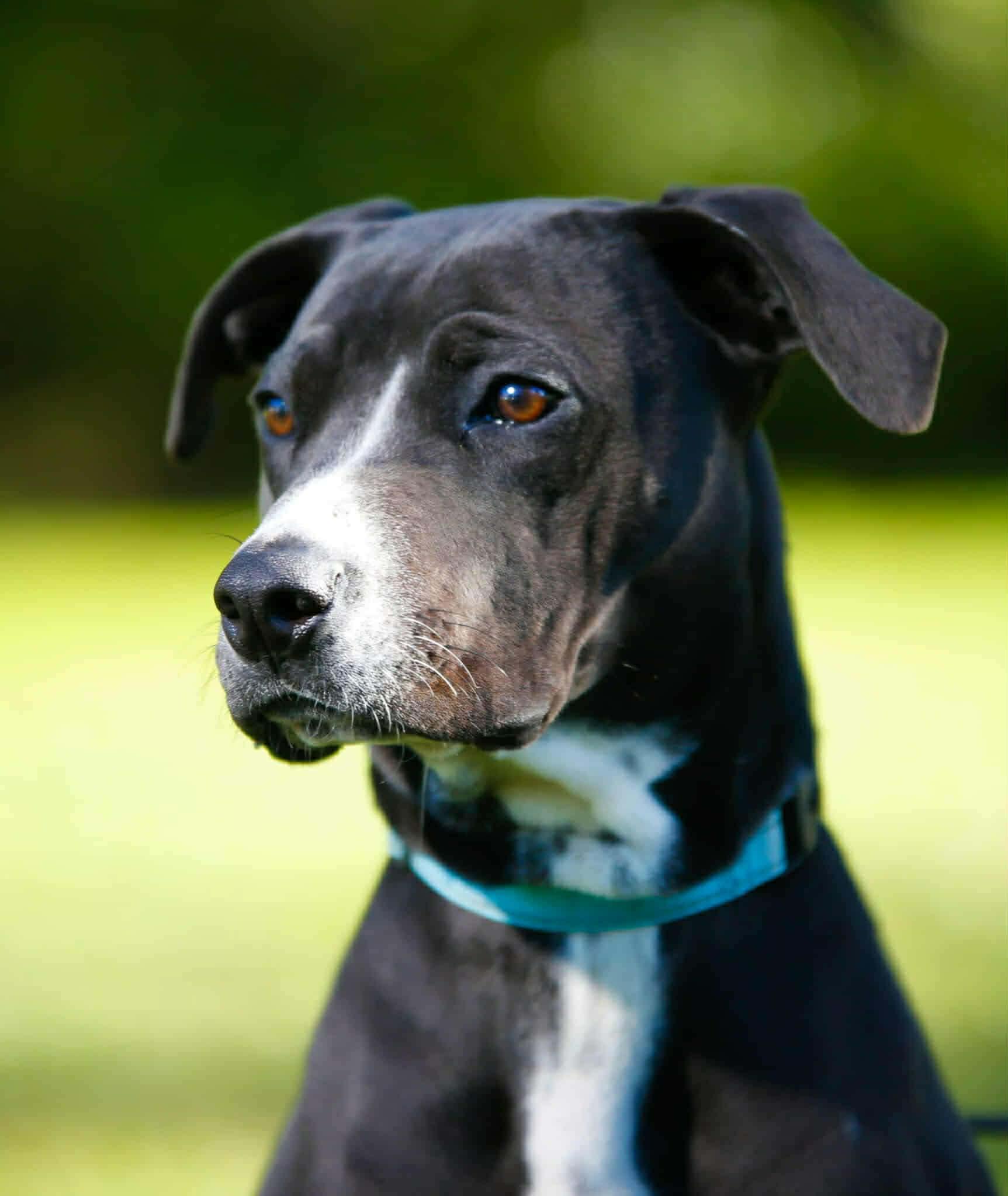 Fancy, a ADOPTABLE mixed breed in Portland, OR image 6/6