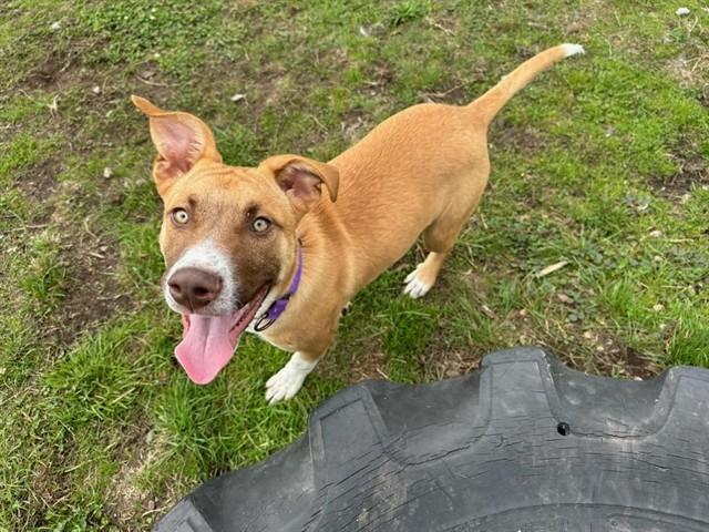 BATMAN, Adoptable, Young Male German Shepherd Dog & Mixed Breed.