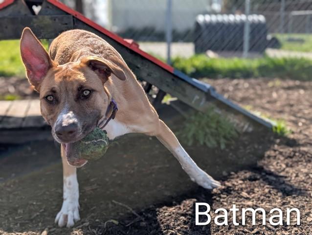 BATMAN, Adoptable, Young Male German Shepherd Dog & Australian Kelpie.
