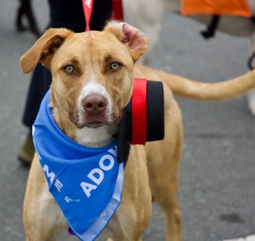 Enlarge BATMAN, a Adoptable mixed breed in McKinleyville, CA image 1/1