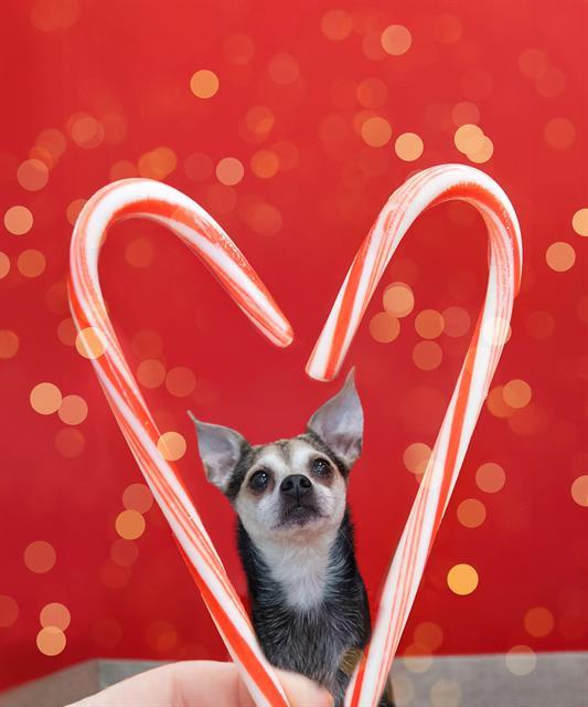 Enlarge RUSSELL, a Adoptable mixed breed in Dedham, MA image 1/1