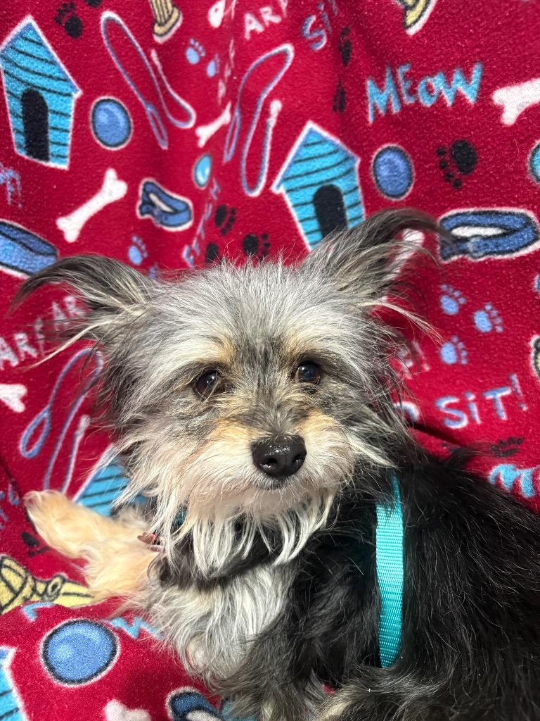 Missy-Toe $600, Adoptable, Young Female Yorkshire Terrier.