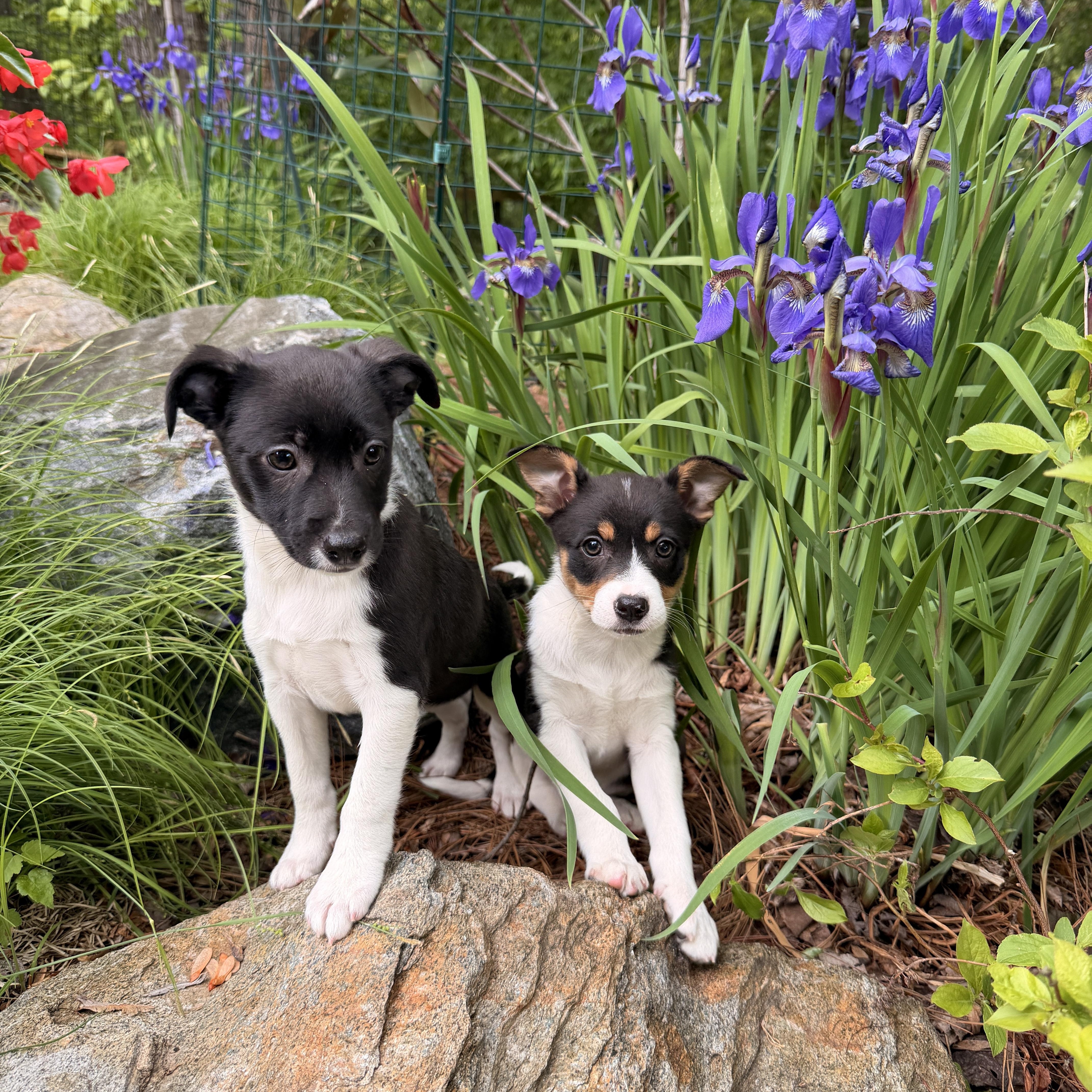 Fern, ADOPTABLE, Puppy Female Rat Terrier.