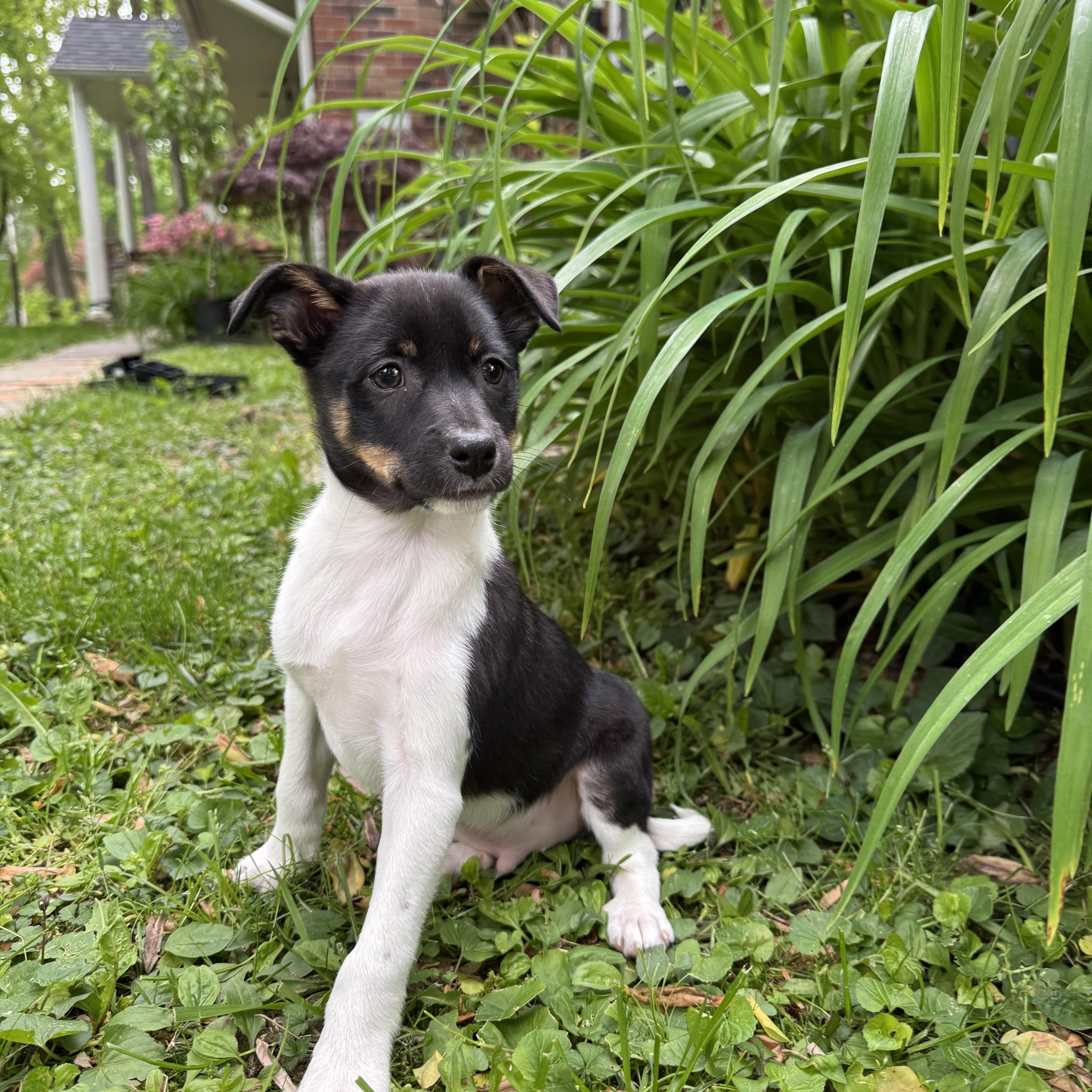 Fern, a ADOPTABLE mixed breed in Media, PA image 2/3