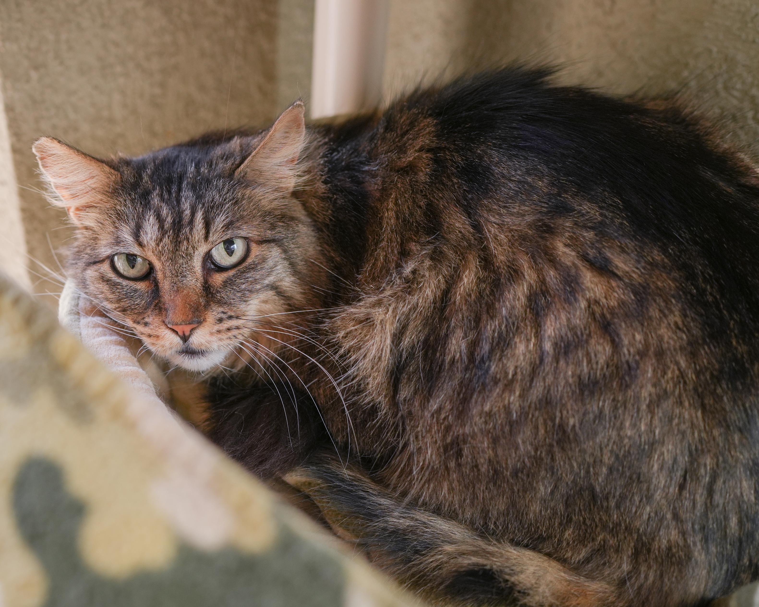 Poe, an adopted Domestic Medium Hair in Boise, ID image 2/3