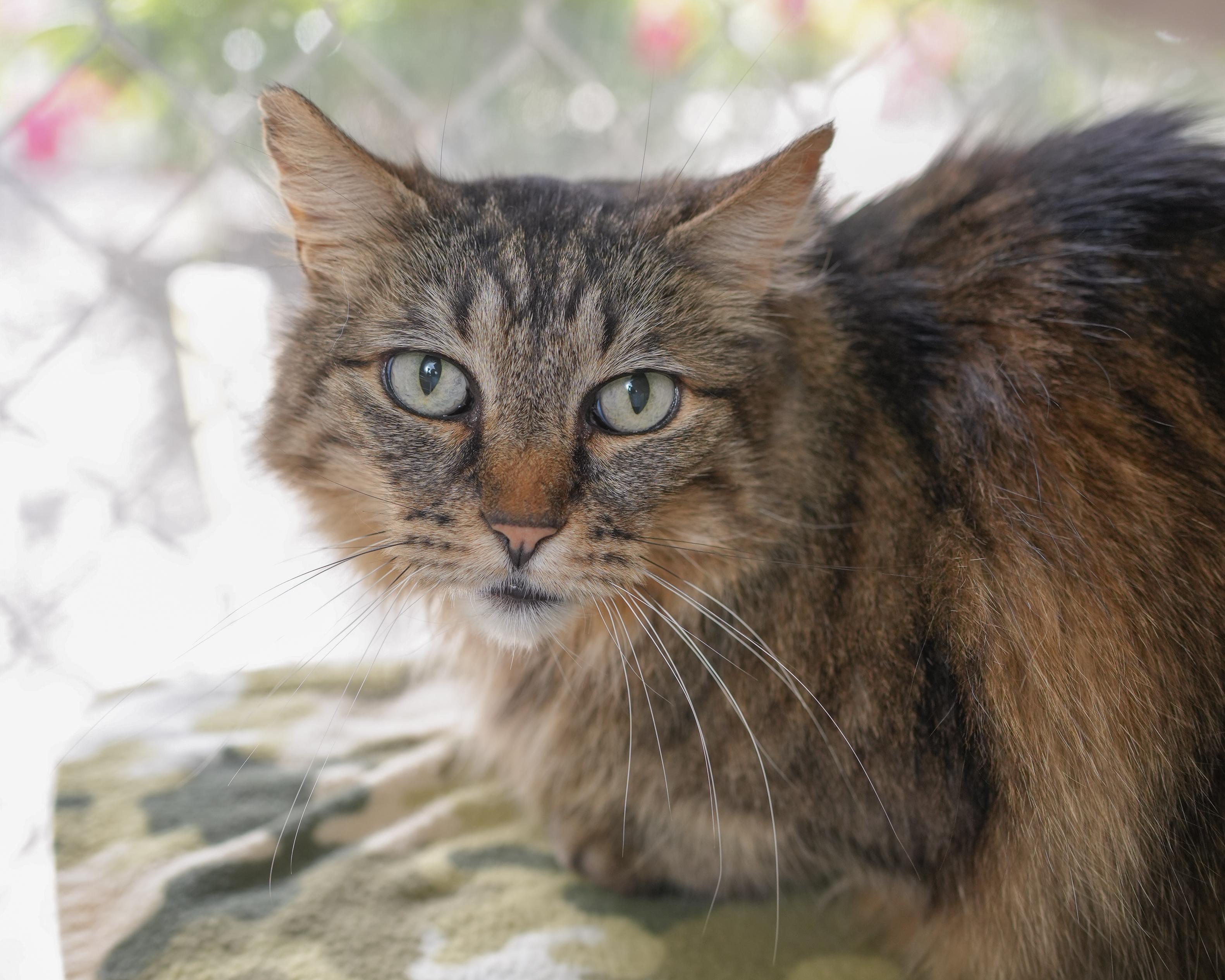 Poe, adopted, Adult Male Domestic Medium Hair.