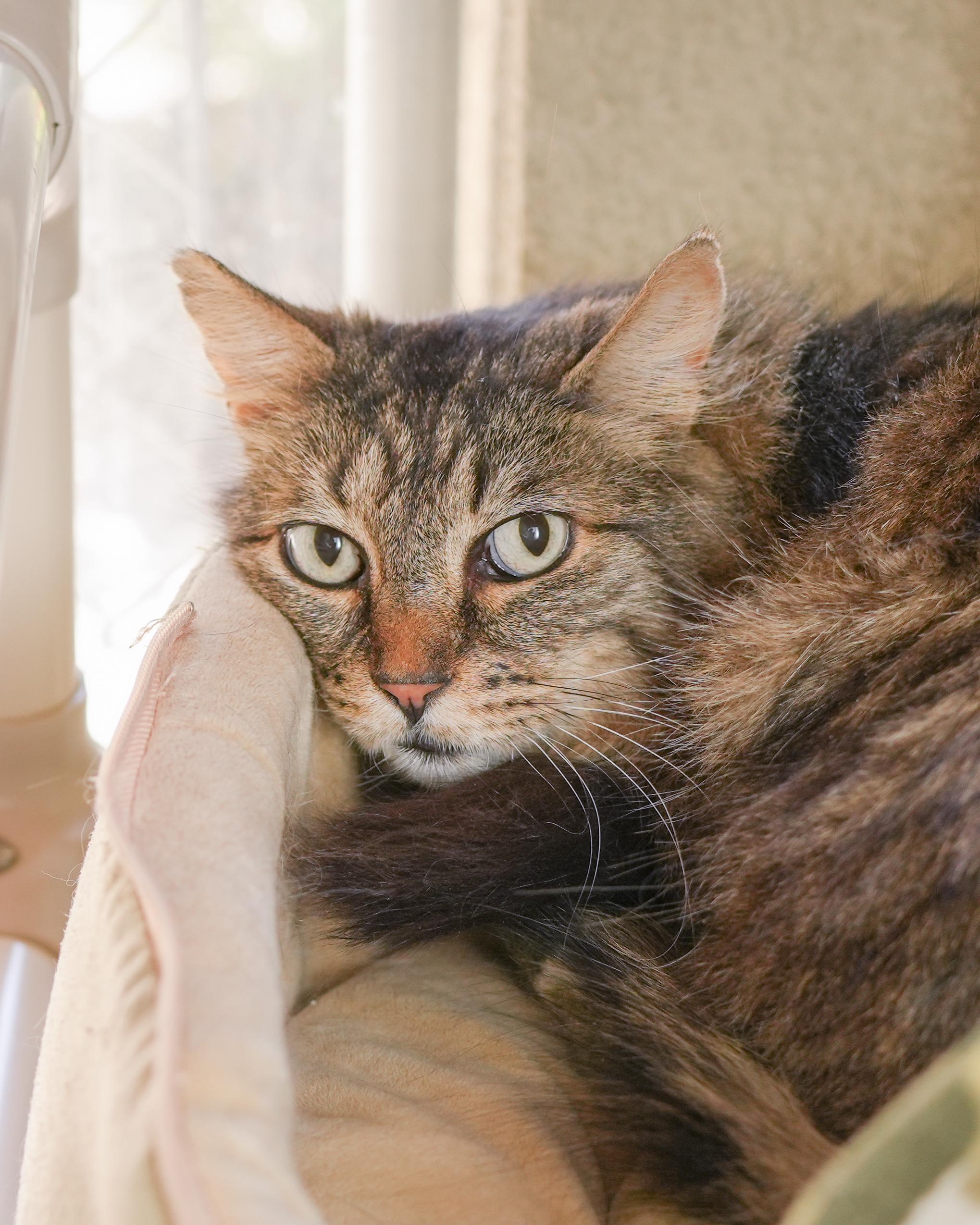 Poe, an adopted Domestic Medium Hair in Boise, ID image 3/3