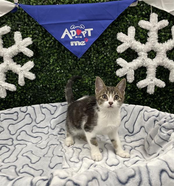 BUCKET, Adoptable, Kitten Male Domestic Short Hair.