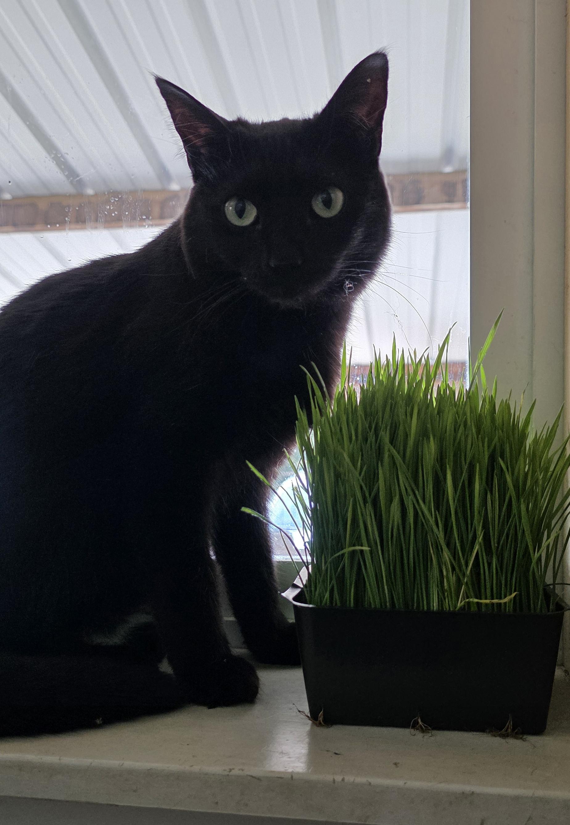 Jackie, adopted, Adult Female Domestic Short Hair.