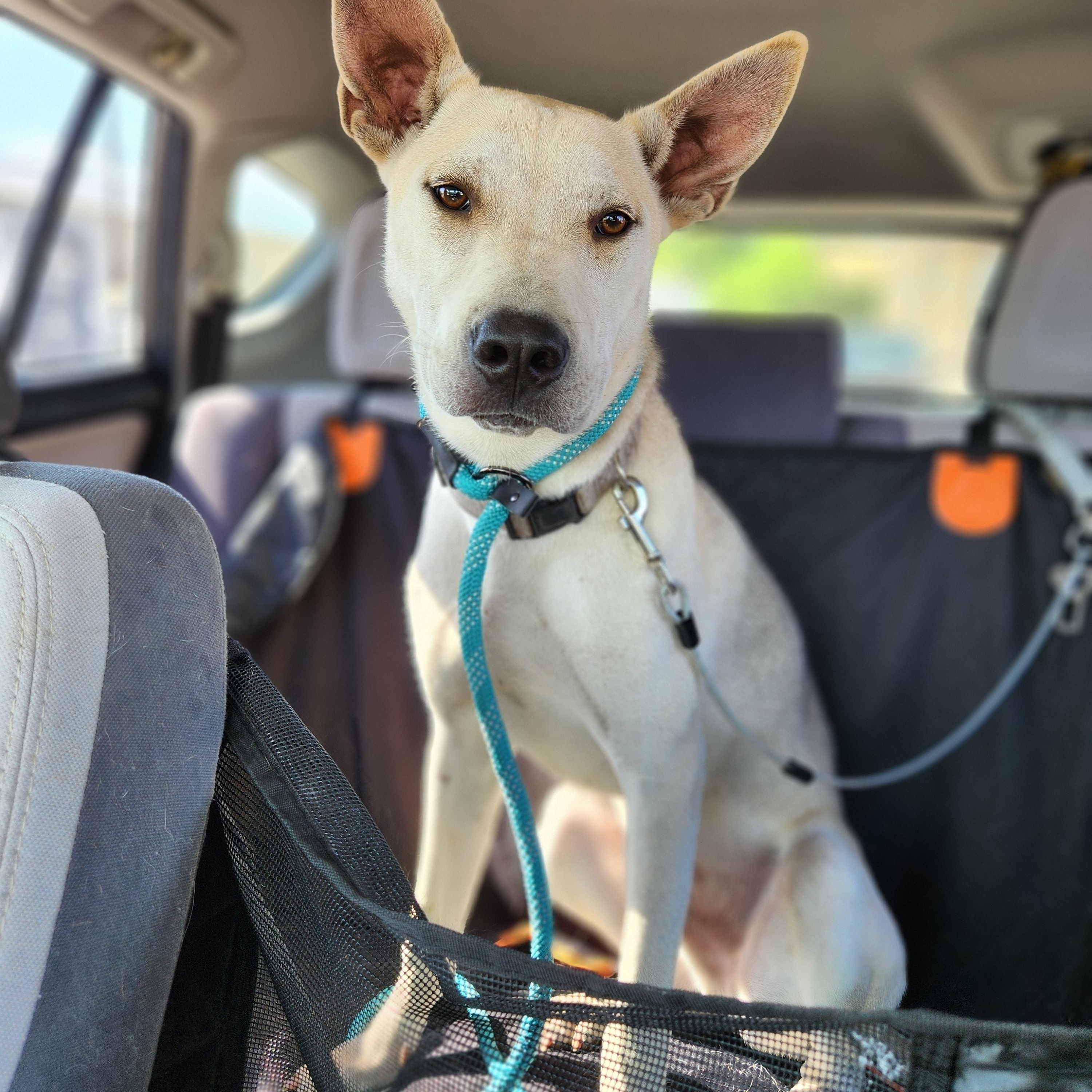 Seth, a Adoptable mixed breed in Killeen, TX image 1/6