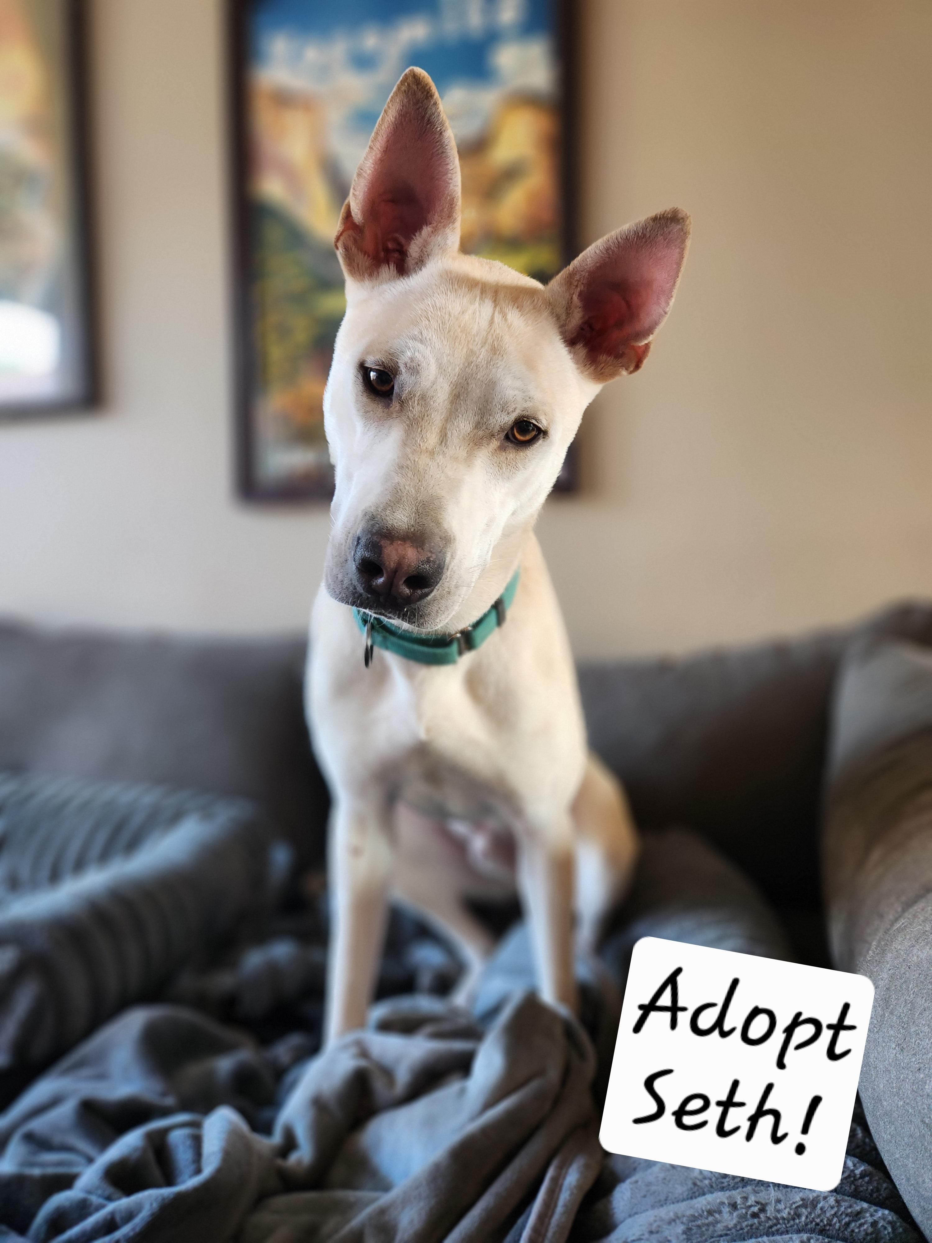 Enlarge Seth, a Adoptable mixed breed in Killeen, TX image 6/6