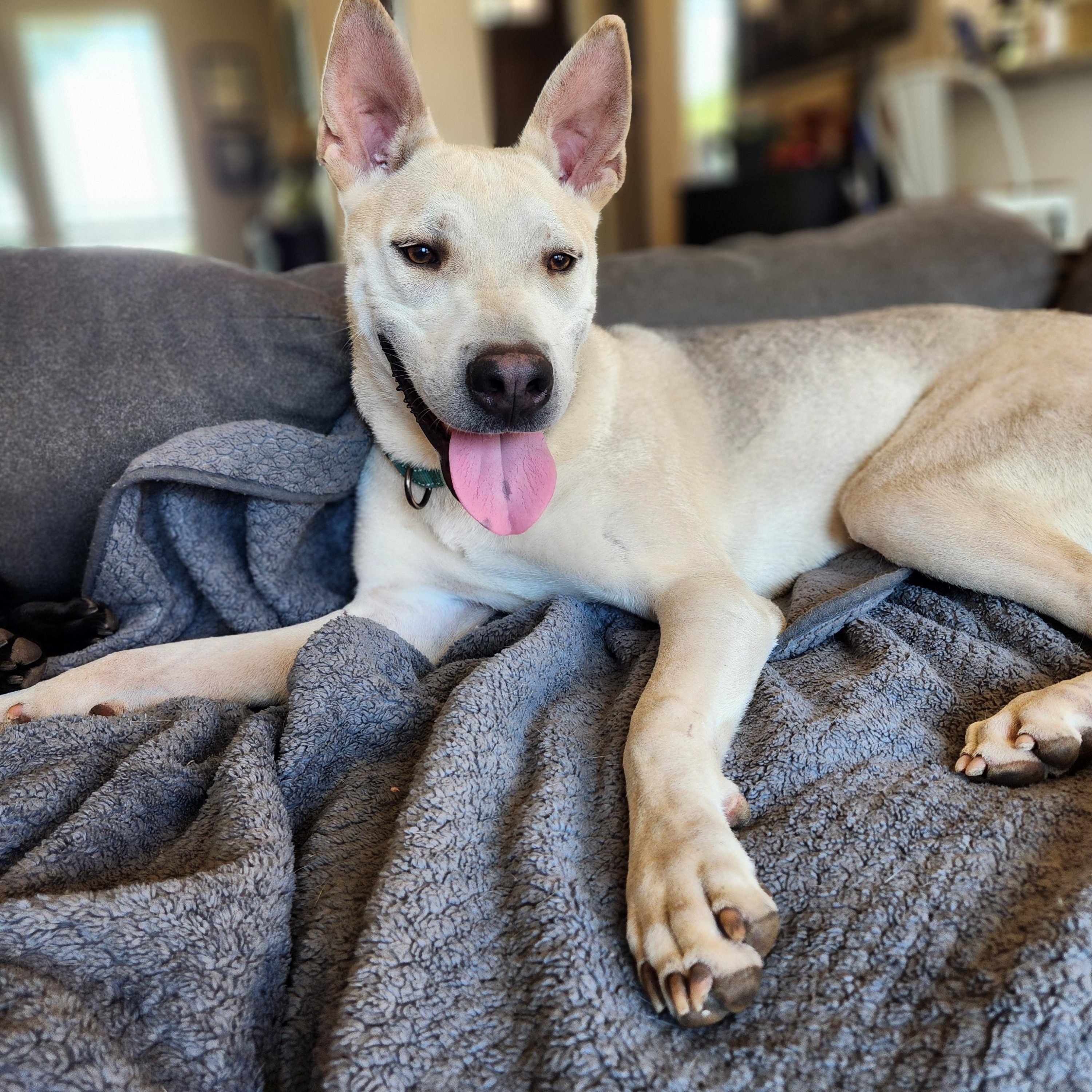 Enlarge Seth, a Adoptable mixed breed in Killeen, TX image 5/6