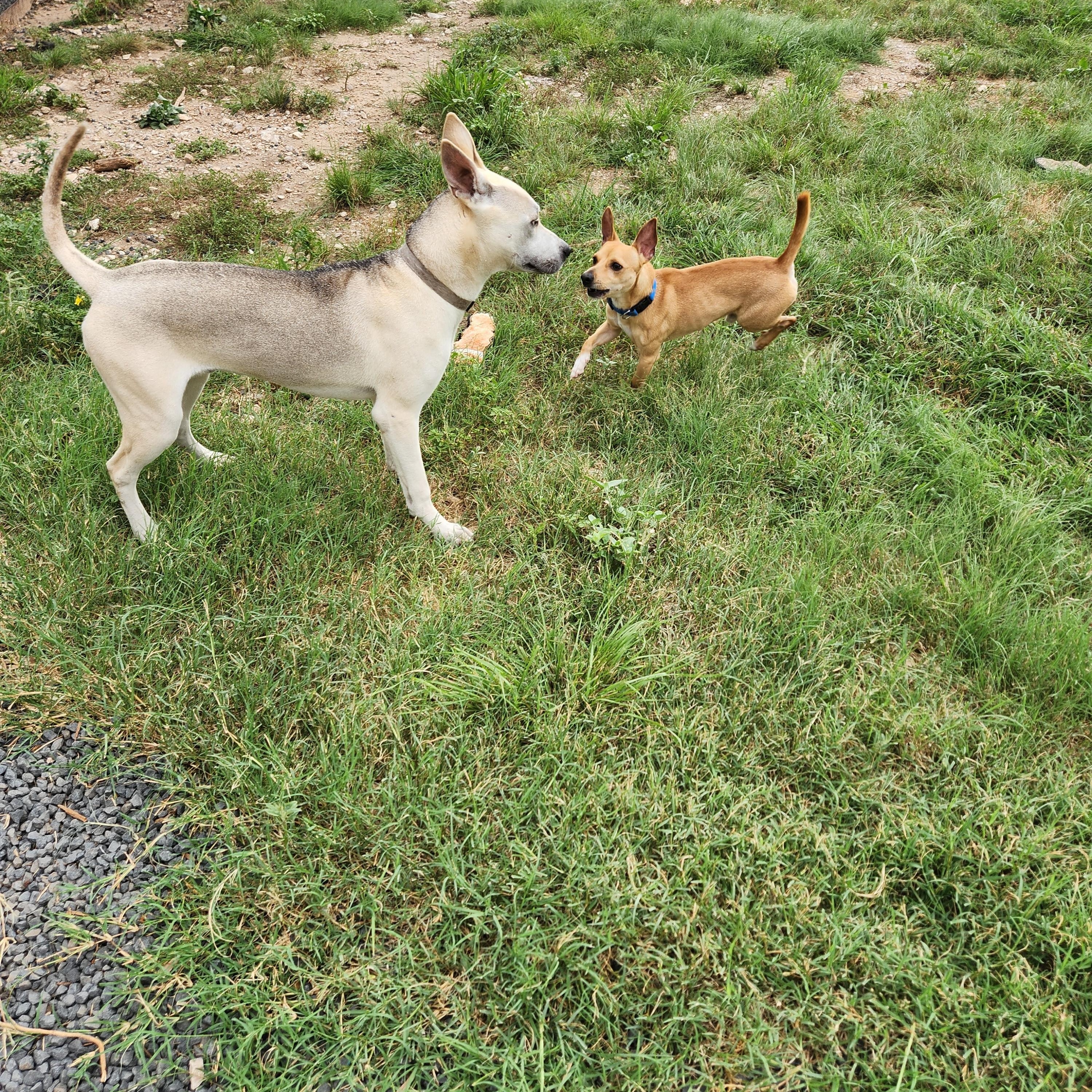Seth, a Adoptable mixed breed in Killeen, TX image 2/6