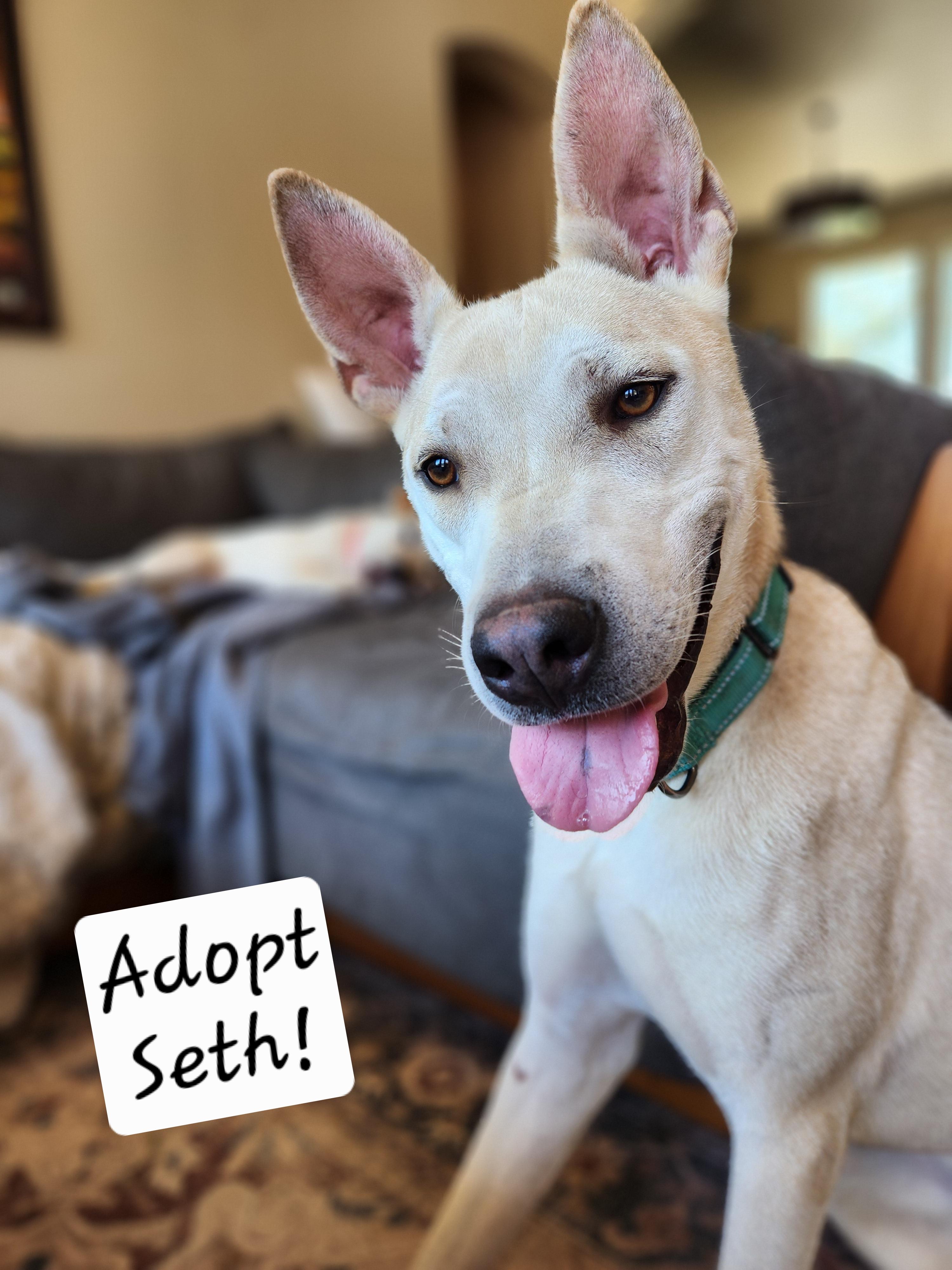 Enlarge Seth, a Adoptable mixed breed in Killeen, TX image 1/6