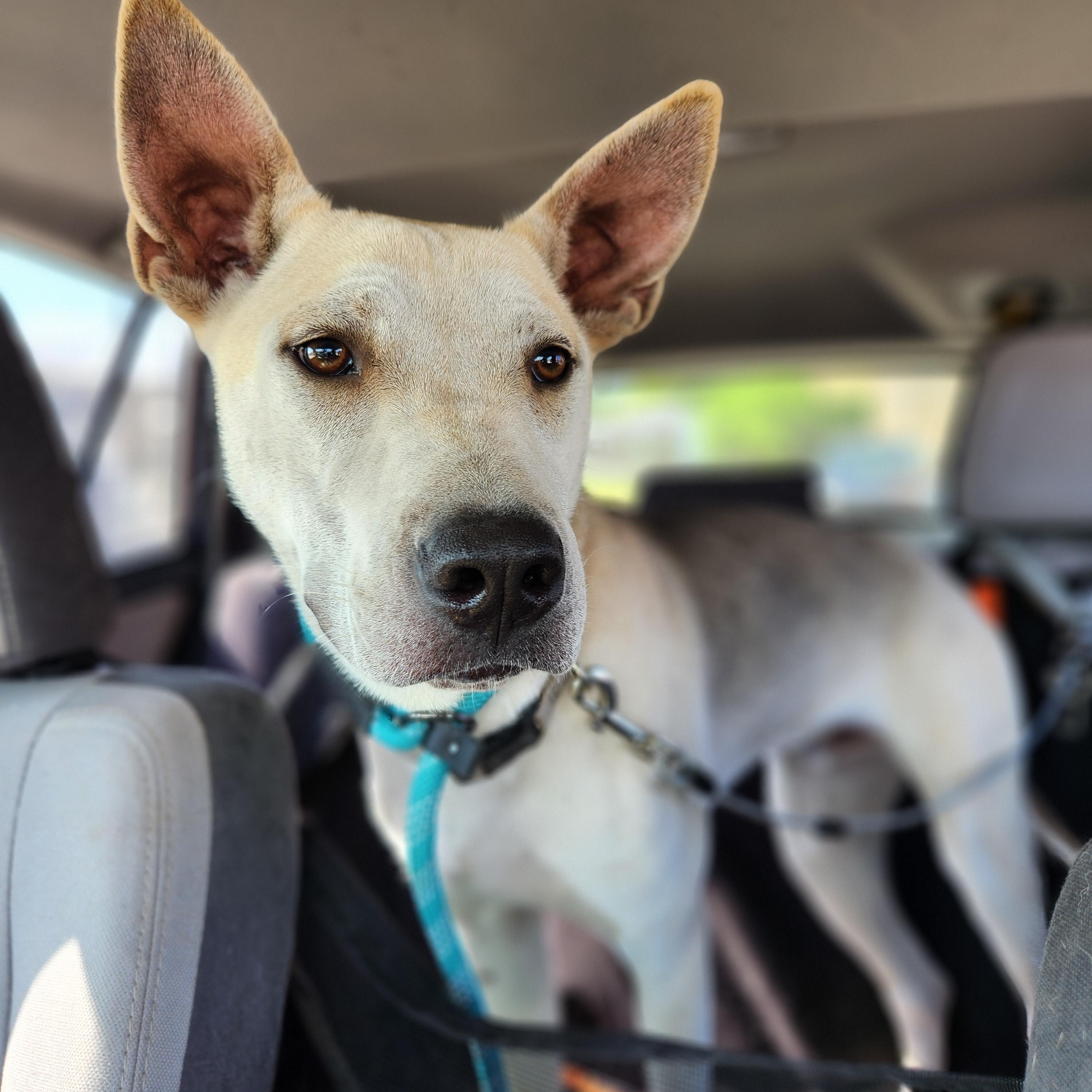Seth, a Adoptable mixed breed in Killeen, TX image 3/6