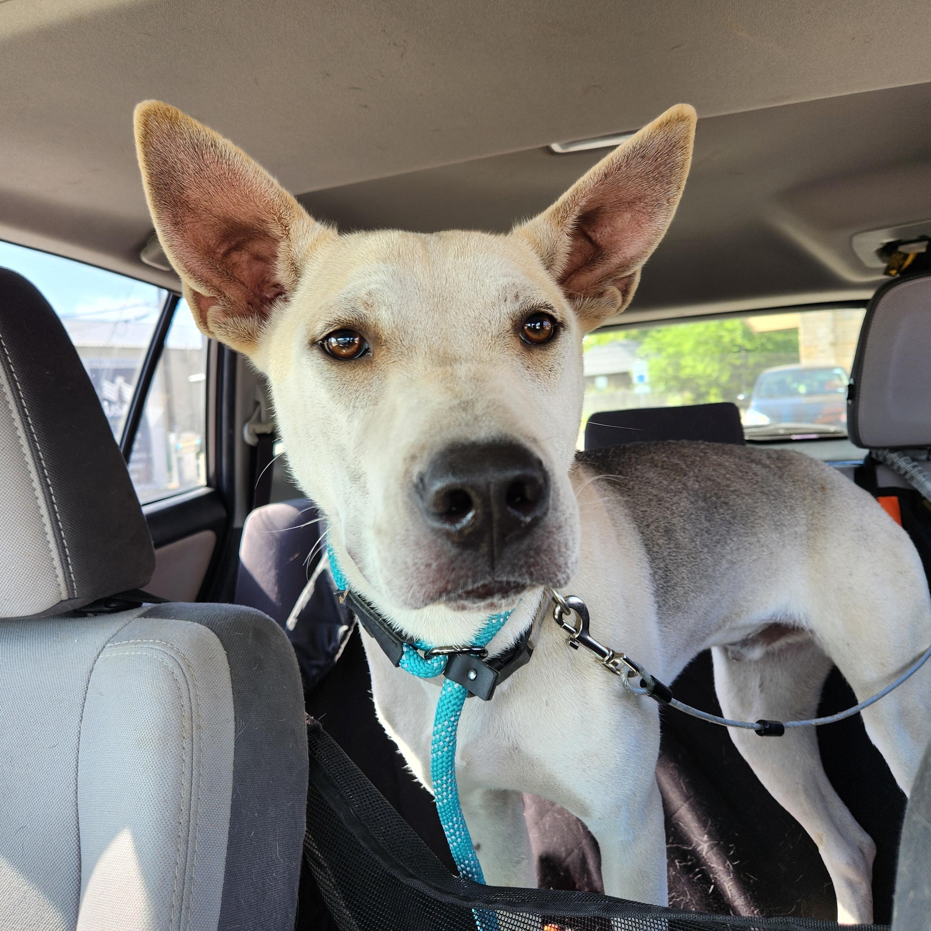 Seth, a Adoptable mixed breed in Killeen, TX image 4/6