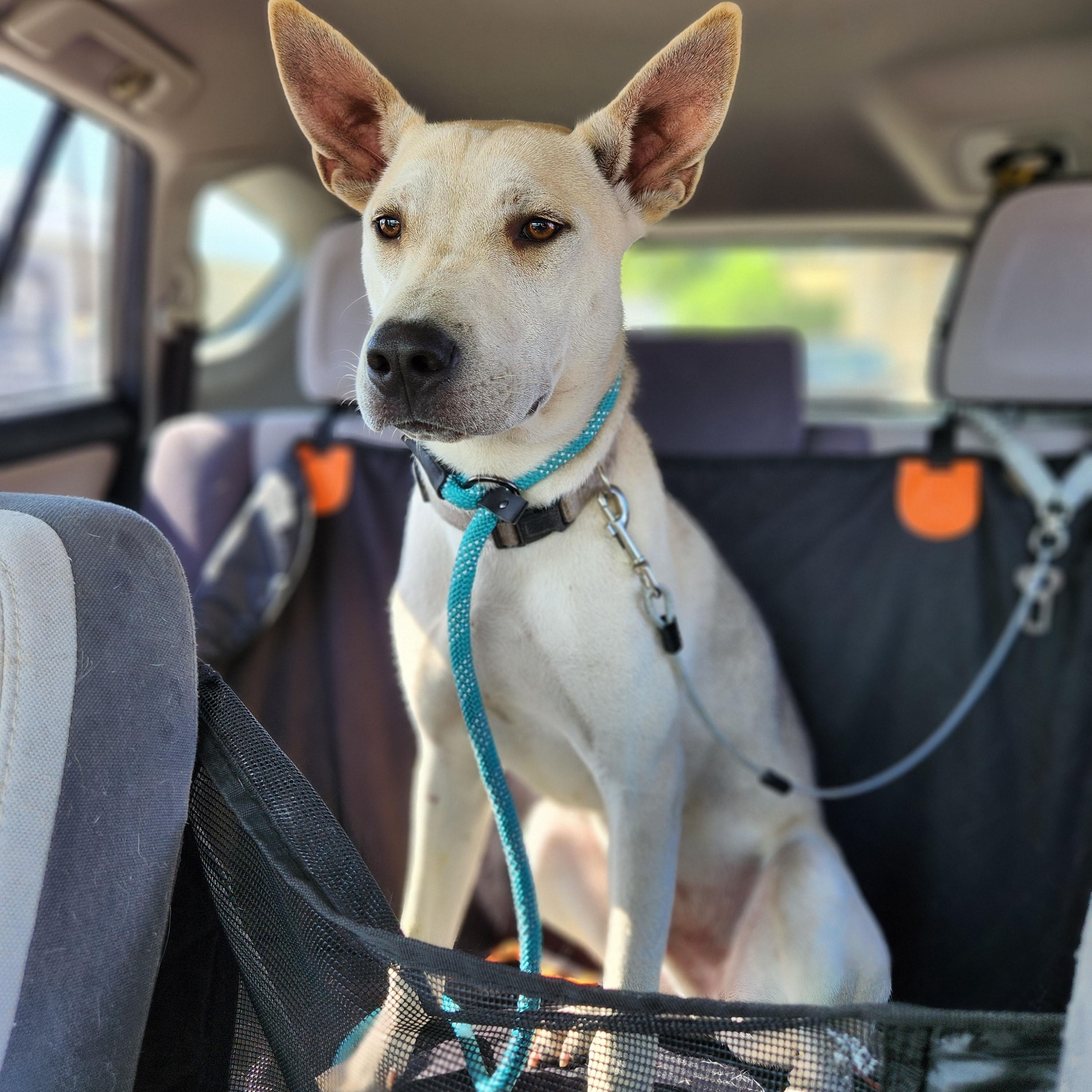 Seth, a Adoptable mixed breed in Killeen, TX image 5/6