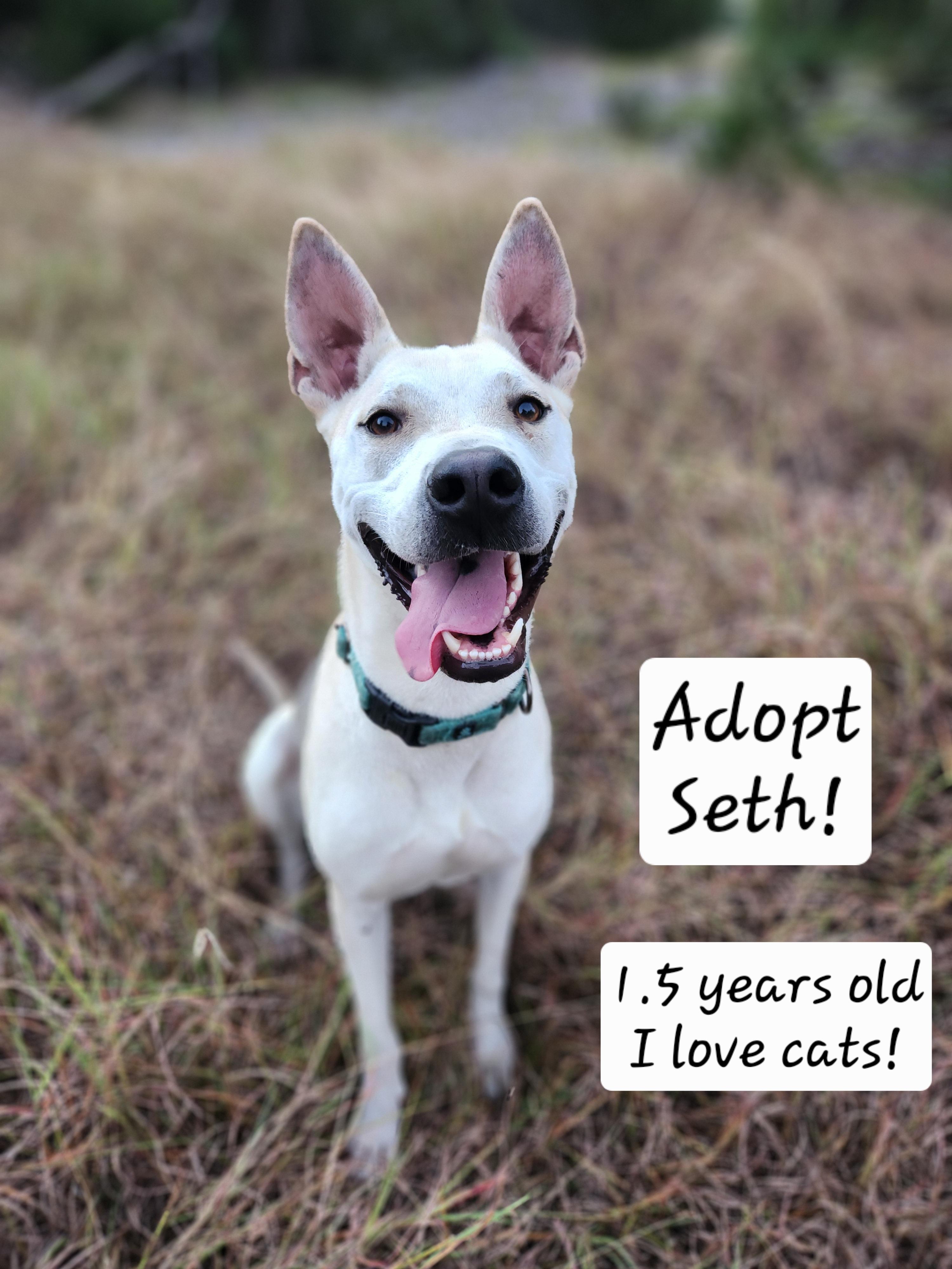 Seth, Adoptable, Adult Male Husky & Shar-Pei.