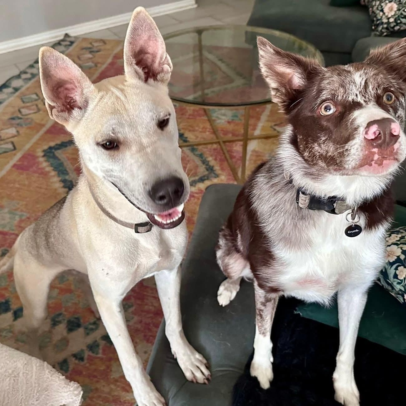 Seth, a Adoptable mixed breed in Killeen, TX image 6/6