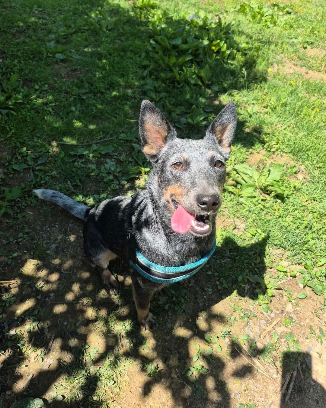 Barbie, Adoptable, Young Female Australian Cattle Dog / Blue Heeler.