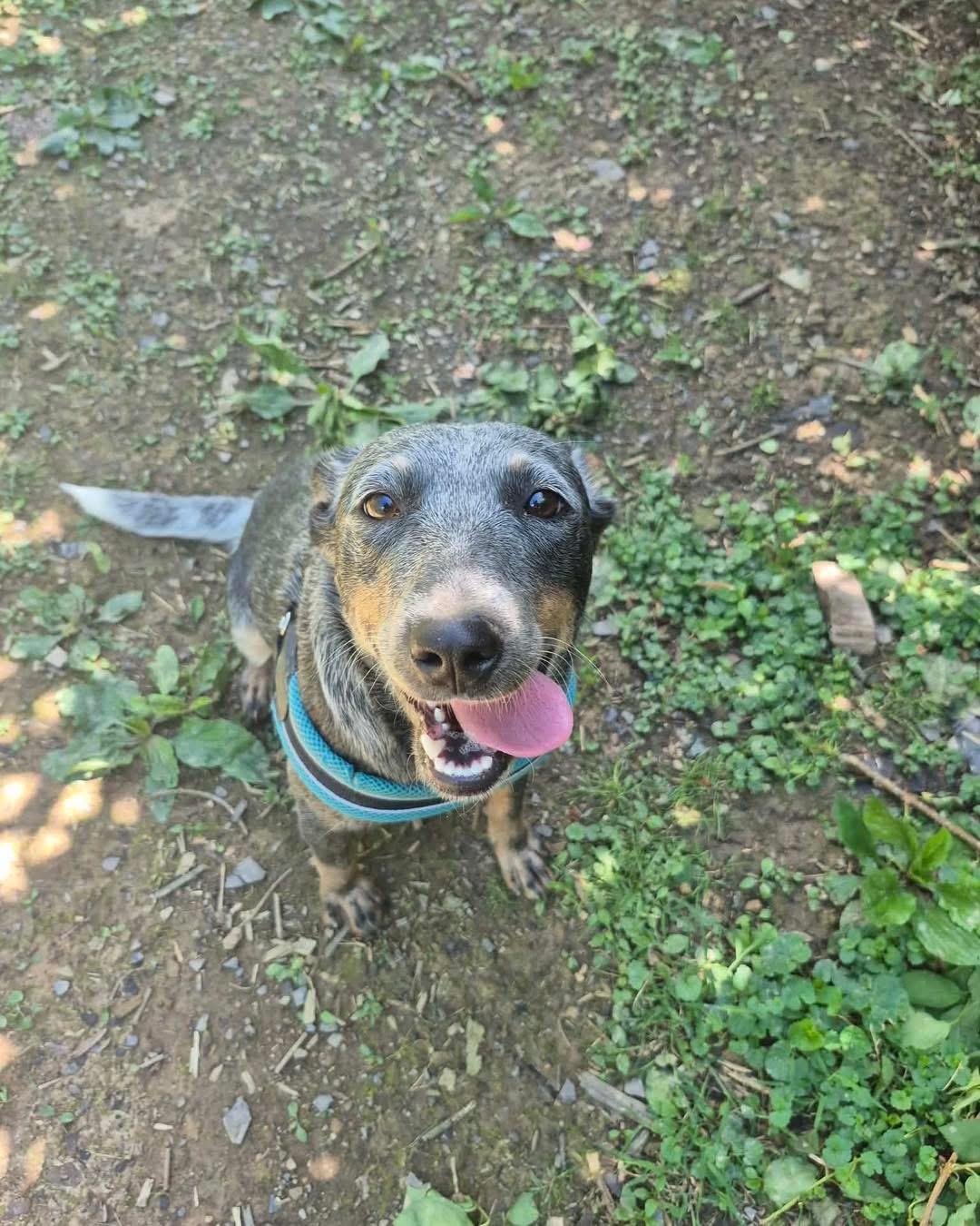 Barbie, a Adoptable Australian Cattle Dog / Blue Heeler in Richmond, KY image 2/5