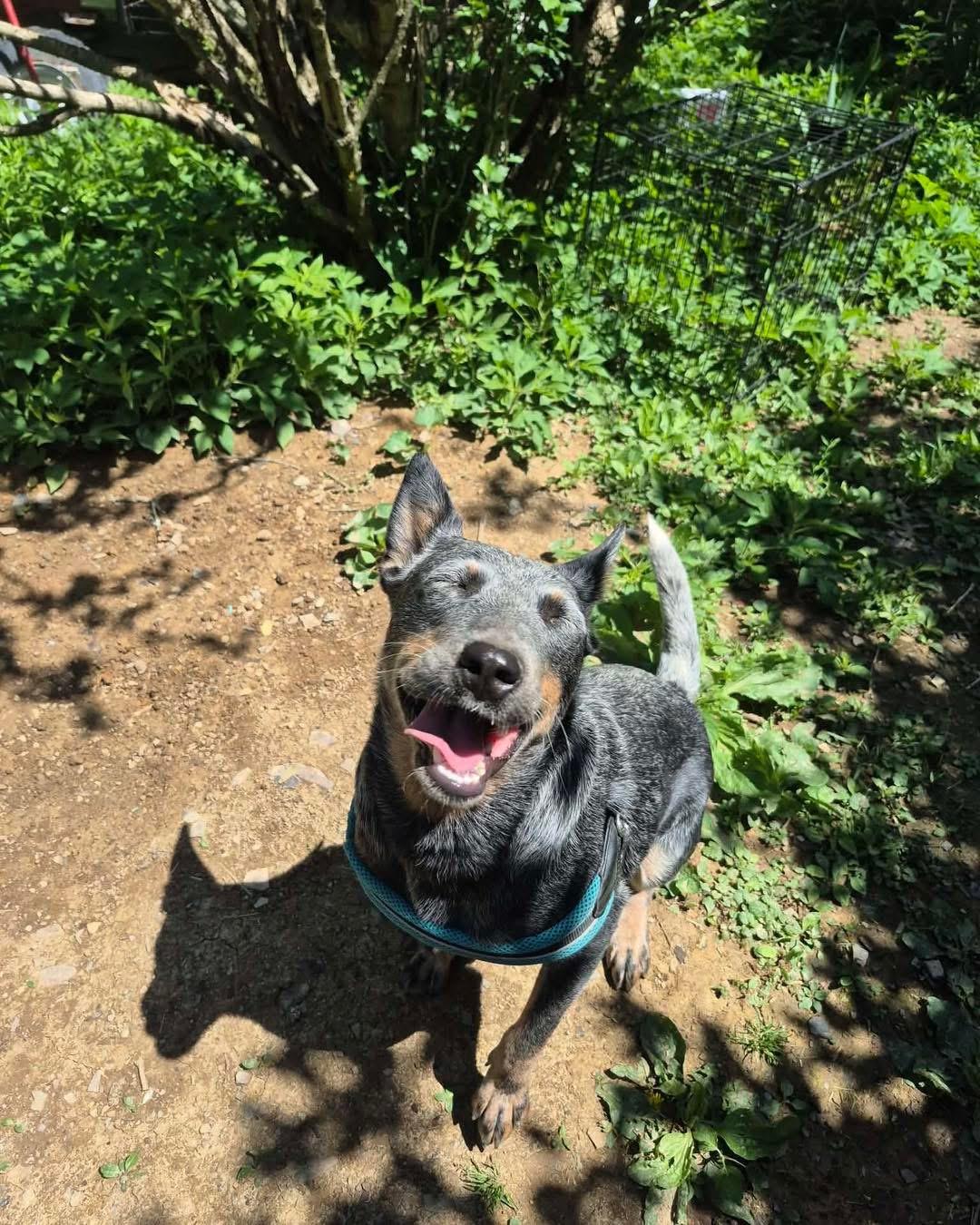 Barbie, Adoptable, Young Female Australian Cattle Dog / Blue Heeler.