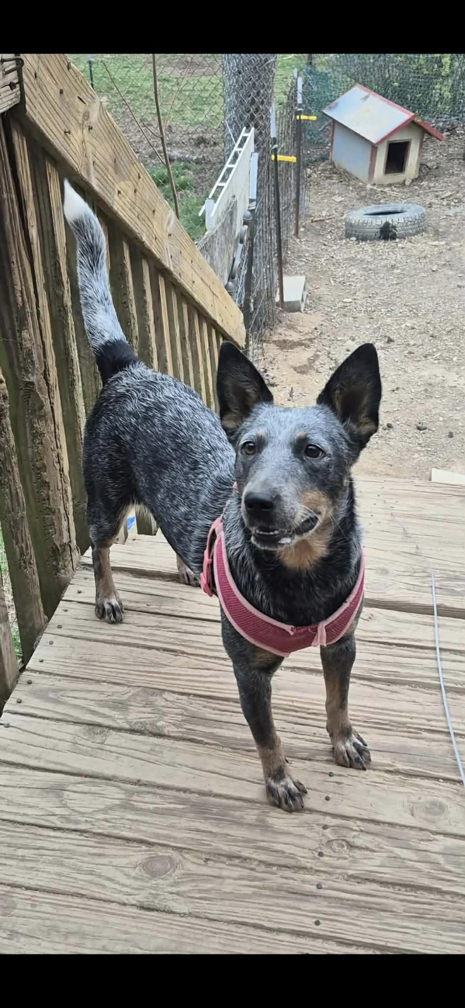 Barbie, a Adoptable Australian Cattle Dog / Blue Heeler in Richmond, KY image 4/5