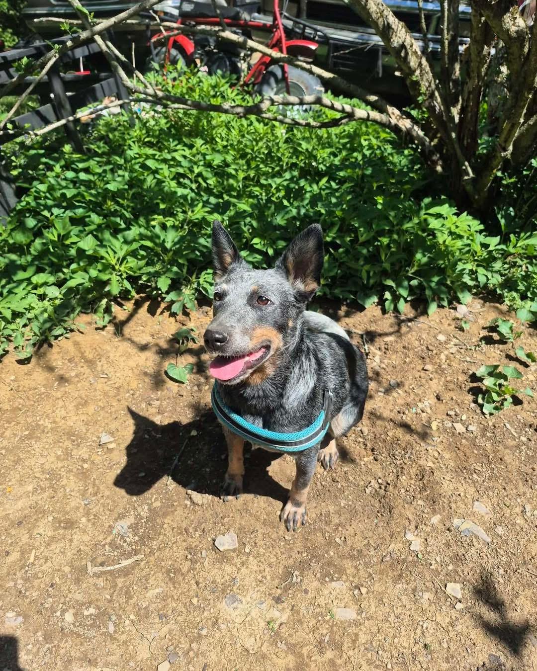 Barbie, a Adoptable Australian Cattle Dog / Blue Heeler in Richmond, KY image 5/5