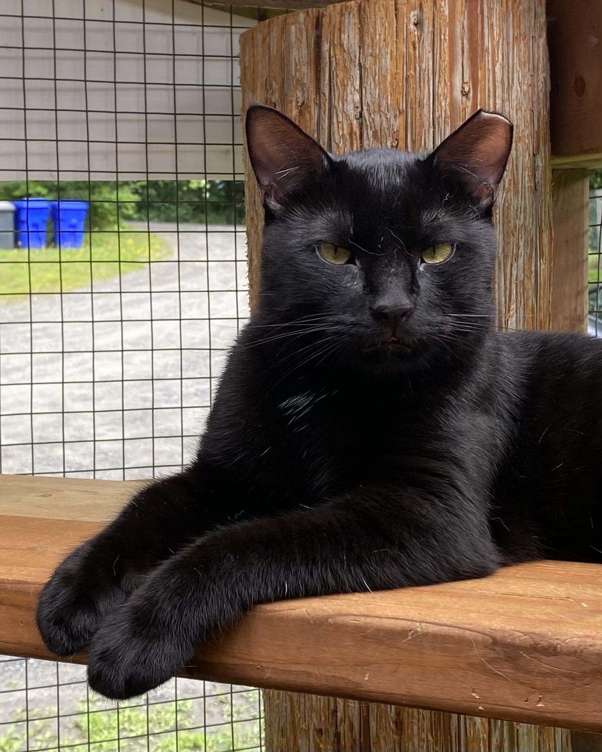 Midnight, a Adoptable Domestic Short Hair in Stanstead, QC image 2/4