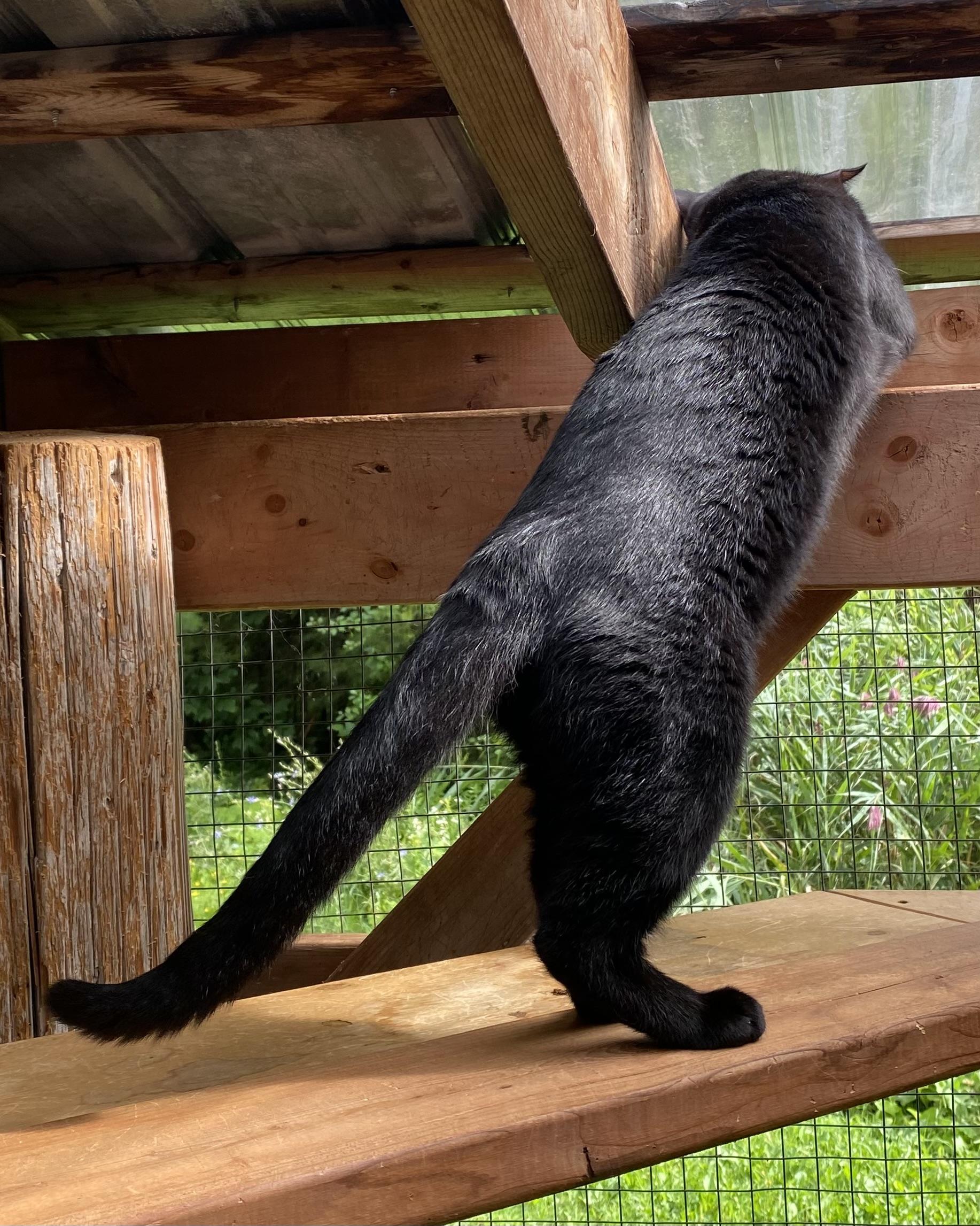 Midnight, a Adoptable Domestic Short Hair in Stanstead, QC image 4/4