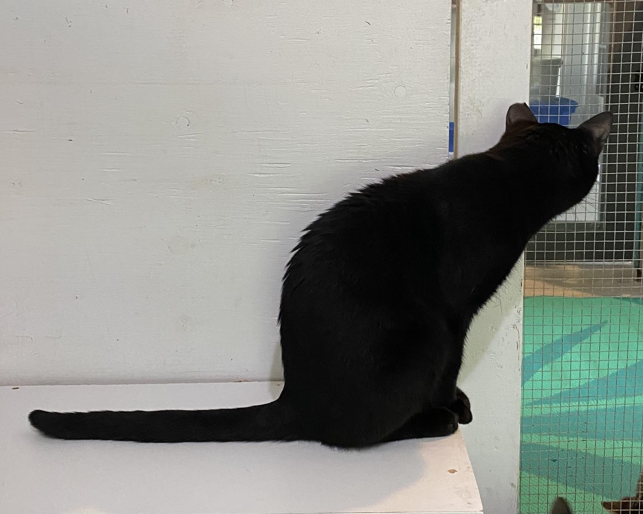Midnight, a Adoptable Domestic Short Hair in Stanstead, QC image 3/4