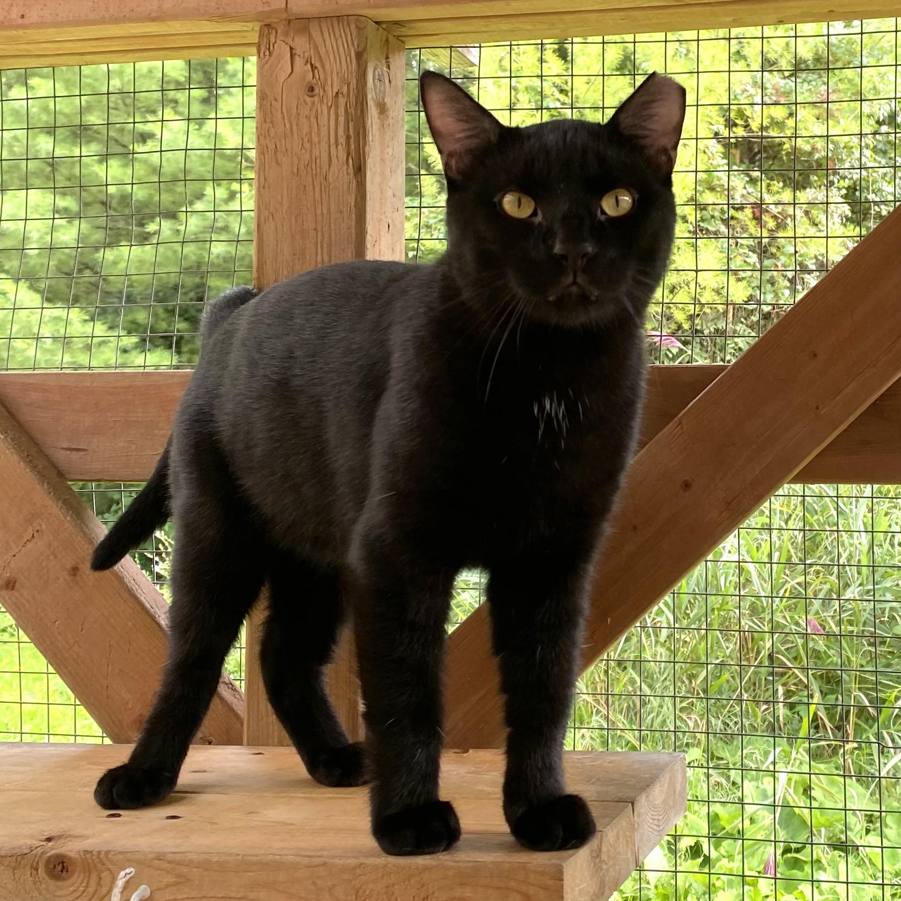 Midnight, a Adoptable Domestic Short Hair in Stanstead, QC image 1/4