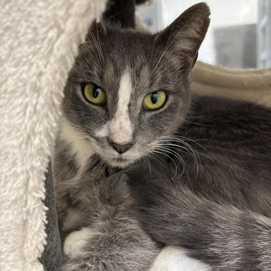 Jill, Adoptable, Adult Female Domestic Short Hair.