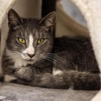 Jill, a Adoptable Domestic Short Hair in Madison, WI image 2/2