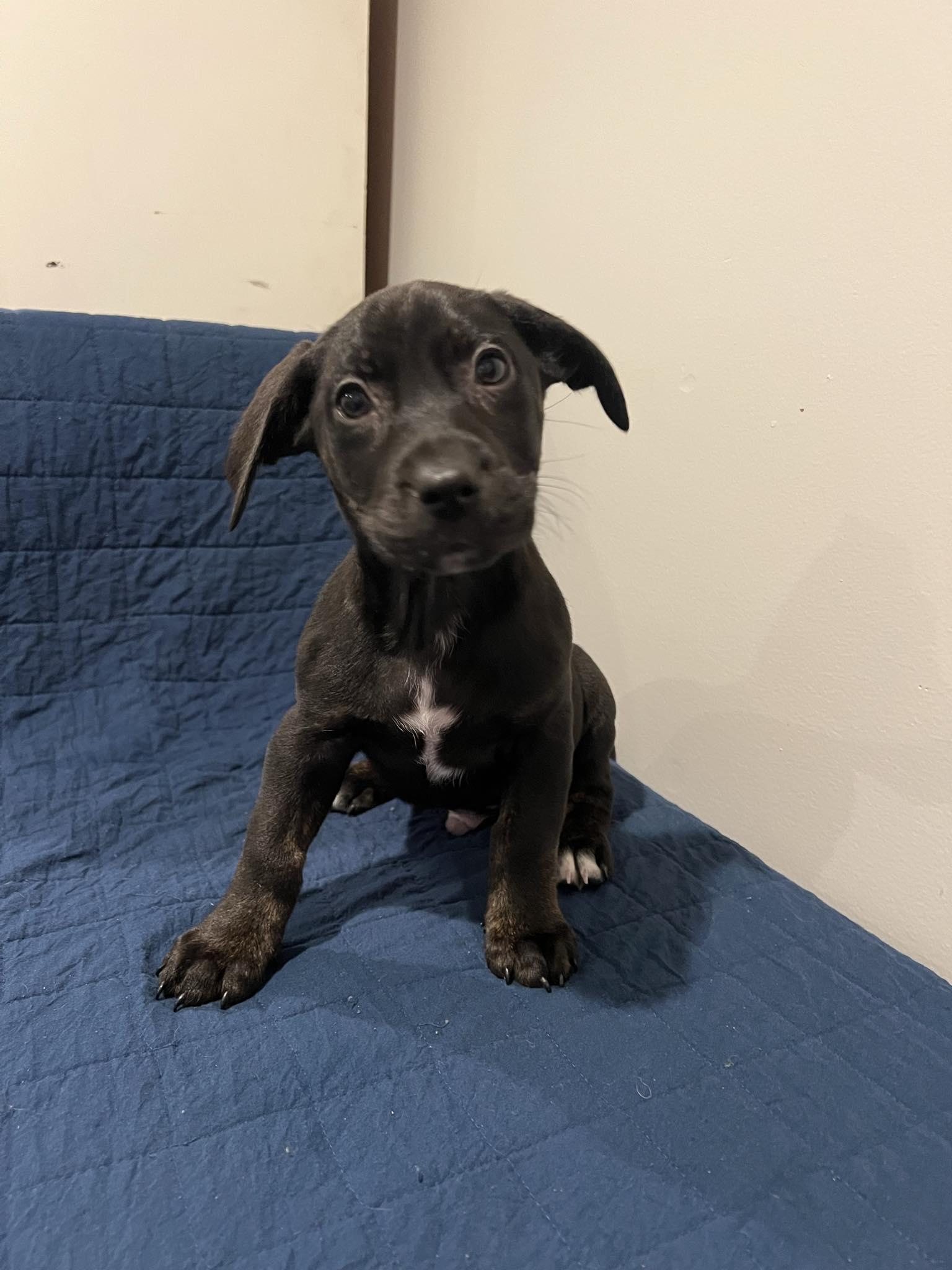 Enlarge James, a Adopted mixed breed in Moosup, CT image 1/5