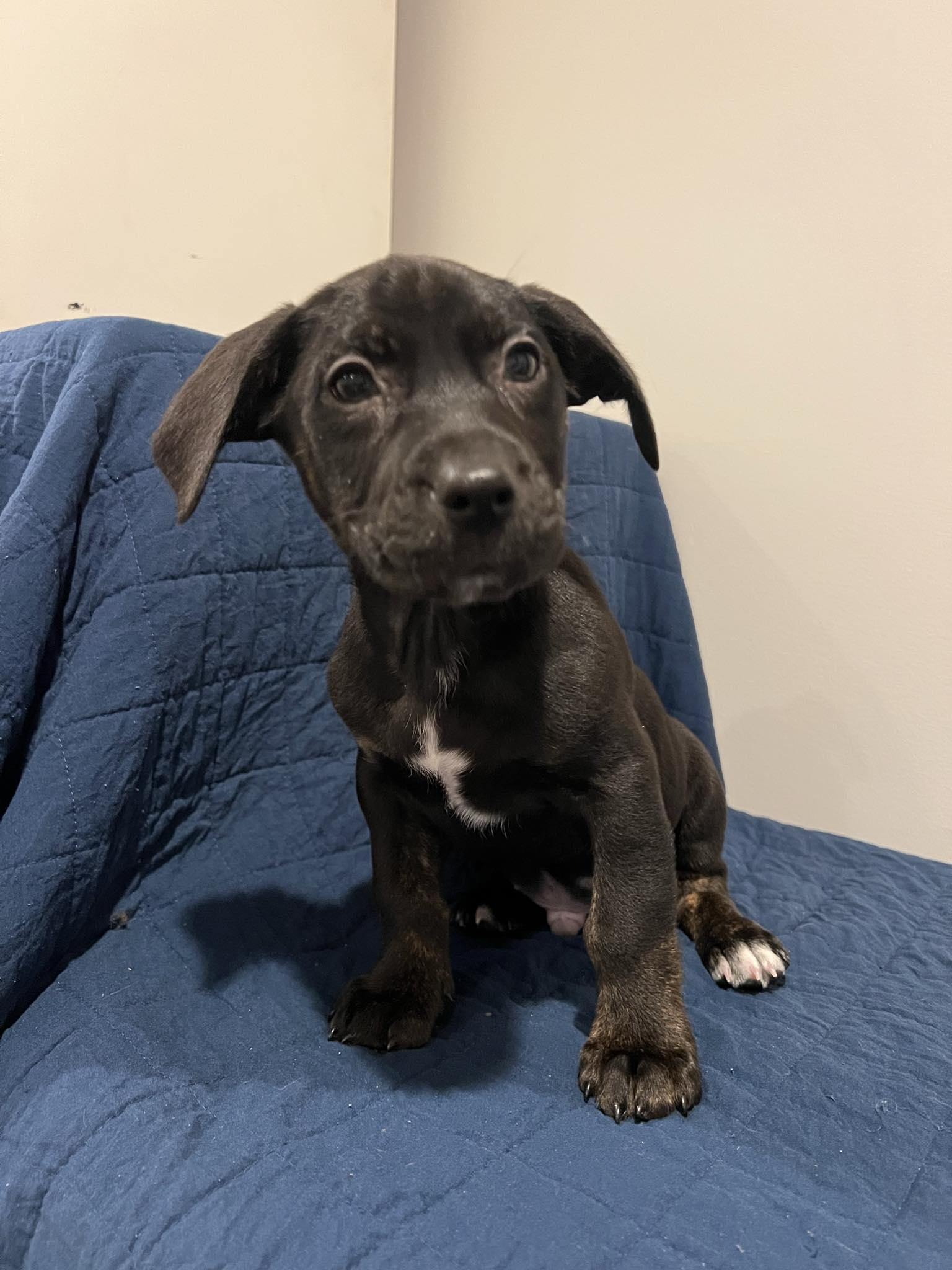 Enlarge James, a Adopted mixed breed in Moosup, CT image 2/5