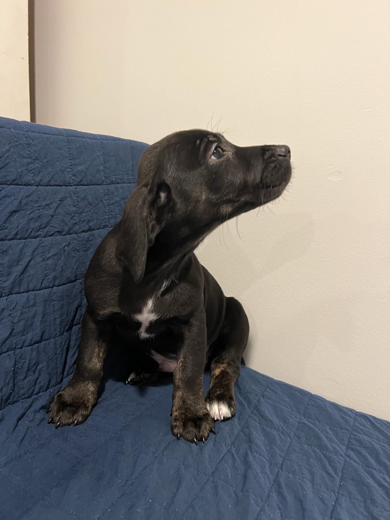 Enlarge James, a Adopted mixed breed in Moosup, CT image 3/5