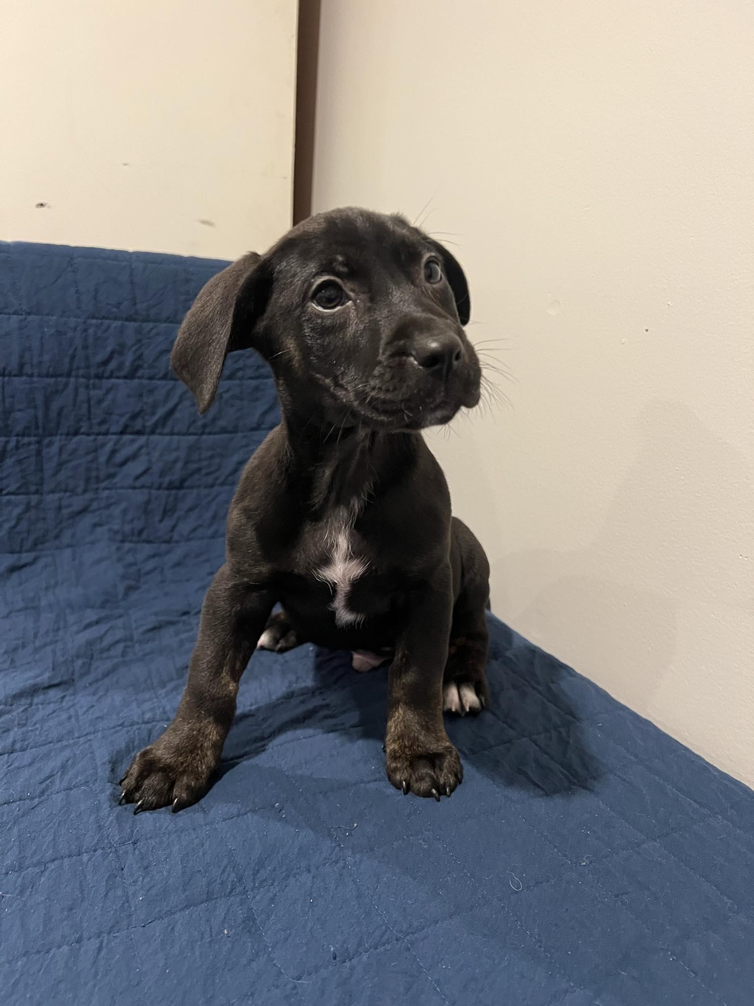 Enlarge James, a Adopted mixed breed in Moosup, CT image 4/5