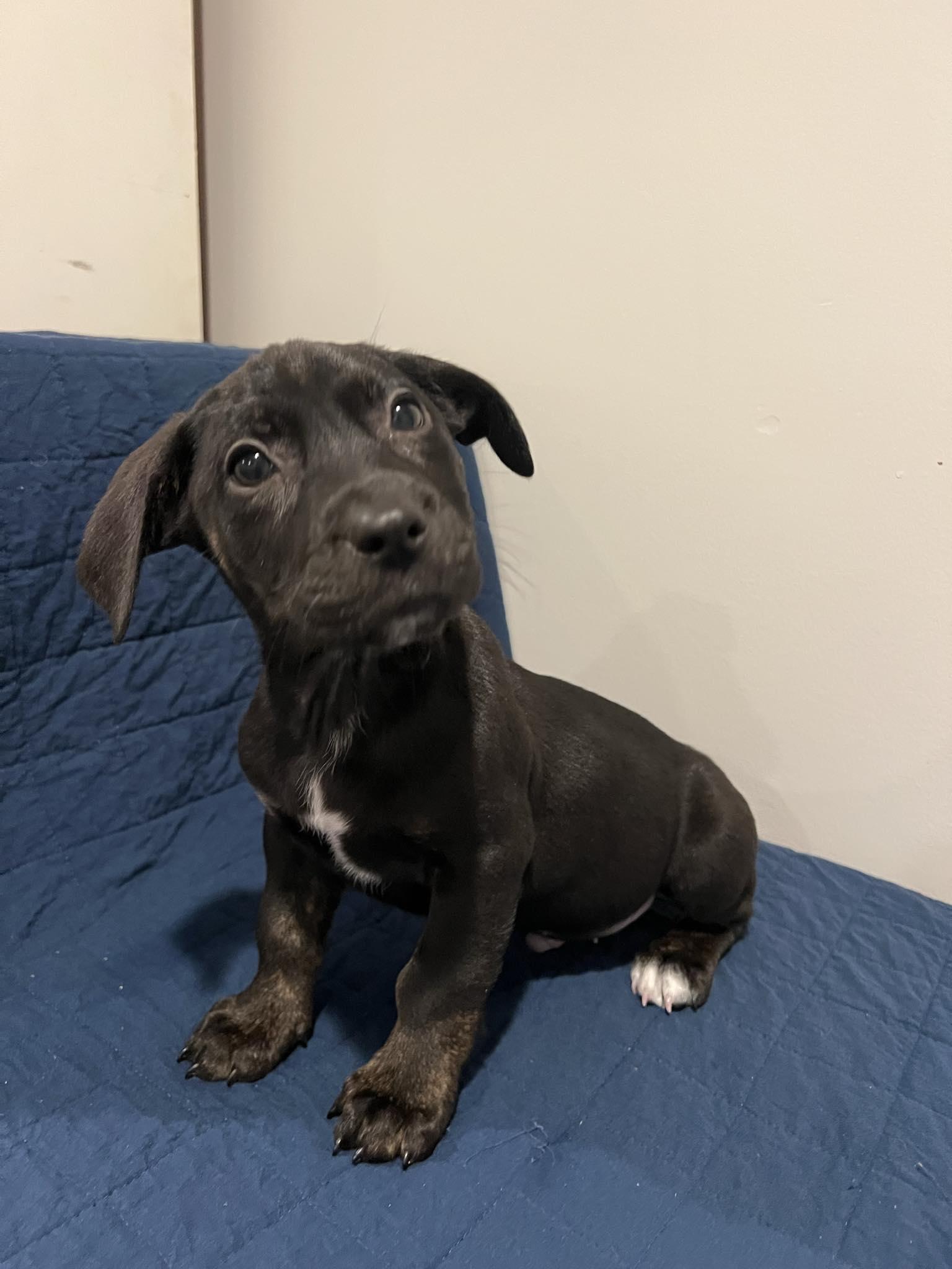 Enlarge James, a Adopted mixed breed in Moosup, CT image 5/5