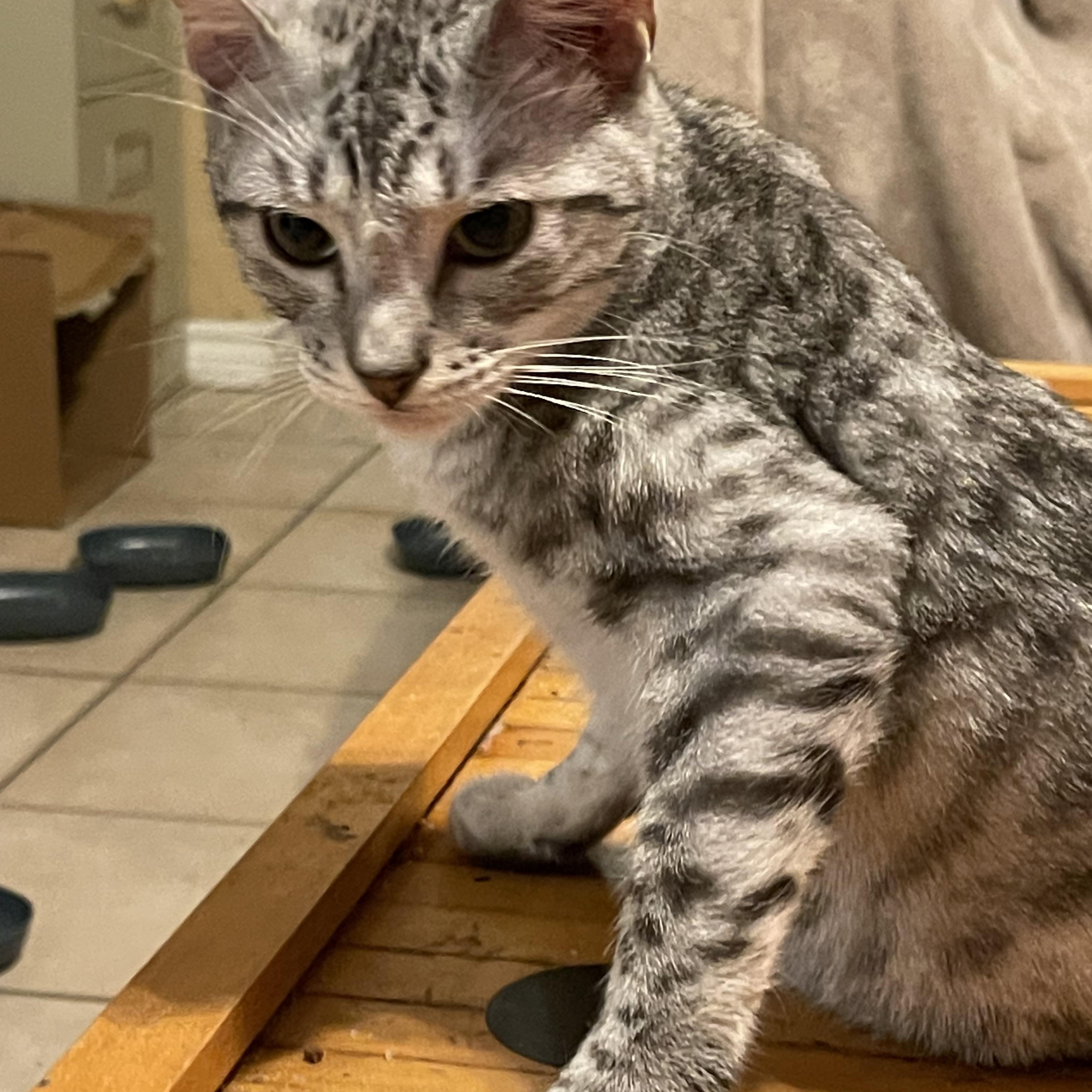 Enlarge Leonardo, a ADOPTABLE Domestic Short Hair in san antonio, TX image 2/4