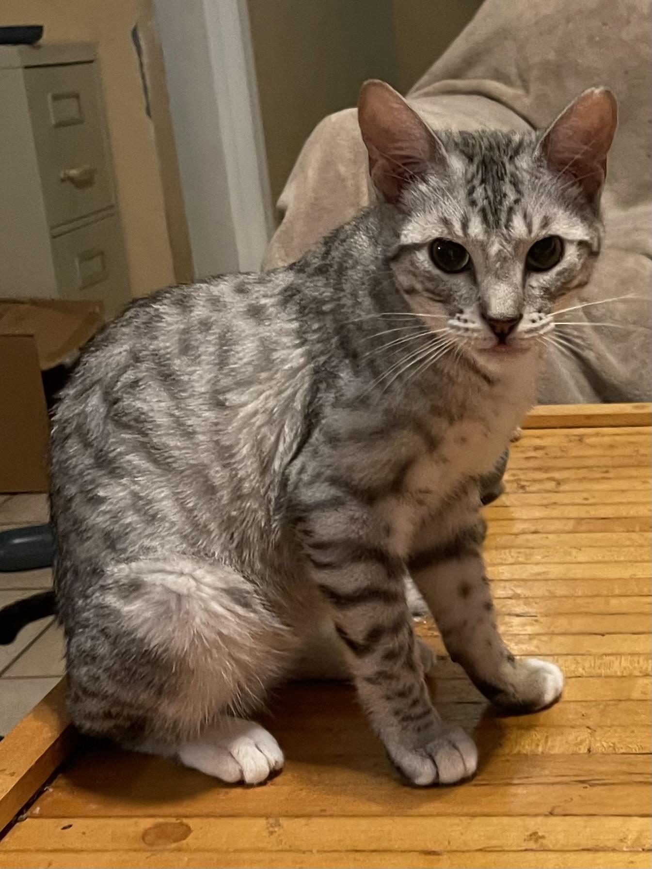 Enlarge Leonardo, a ADOPTABLE Domestic Short Hair in san antonio, TX image 1/4