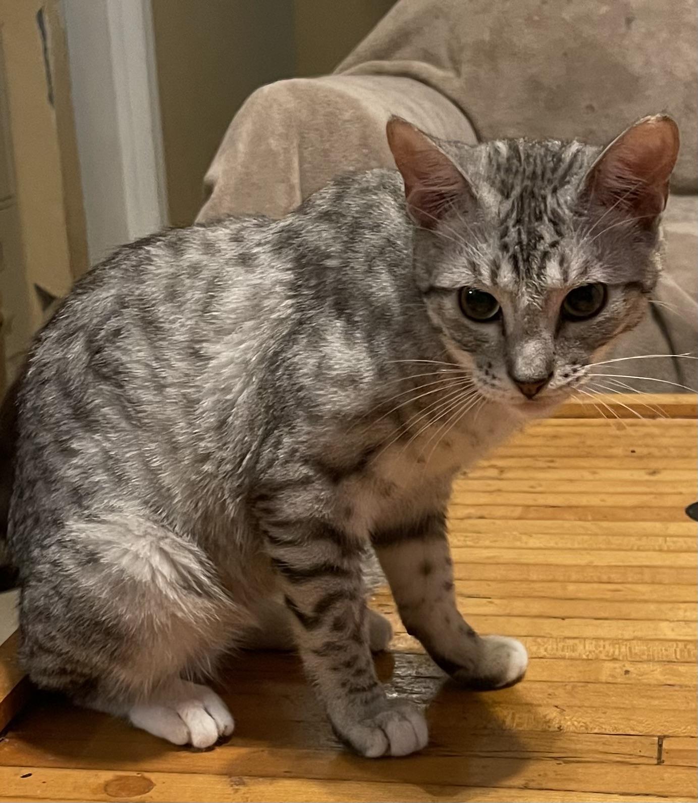 Enlarge Leonardo, a ADOPTABLE Domestic Short Hair in san antonio, TX image 4/4