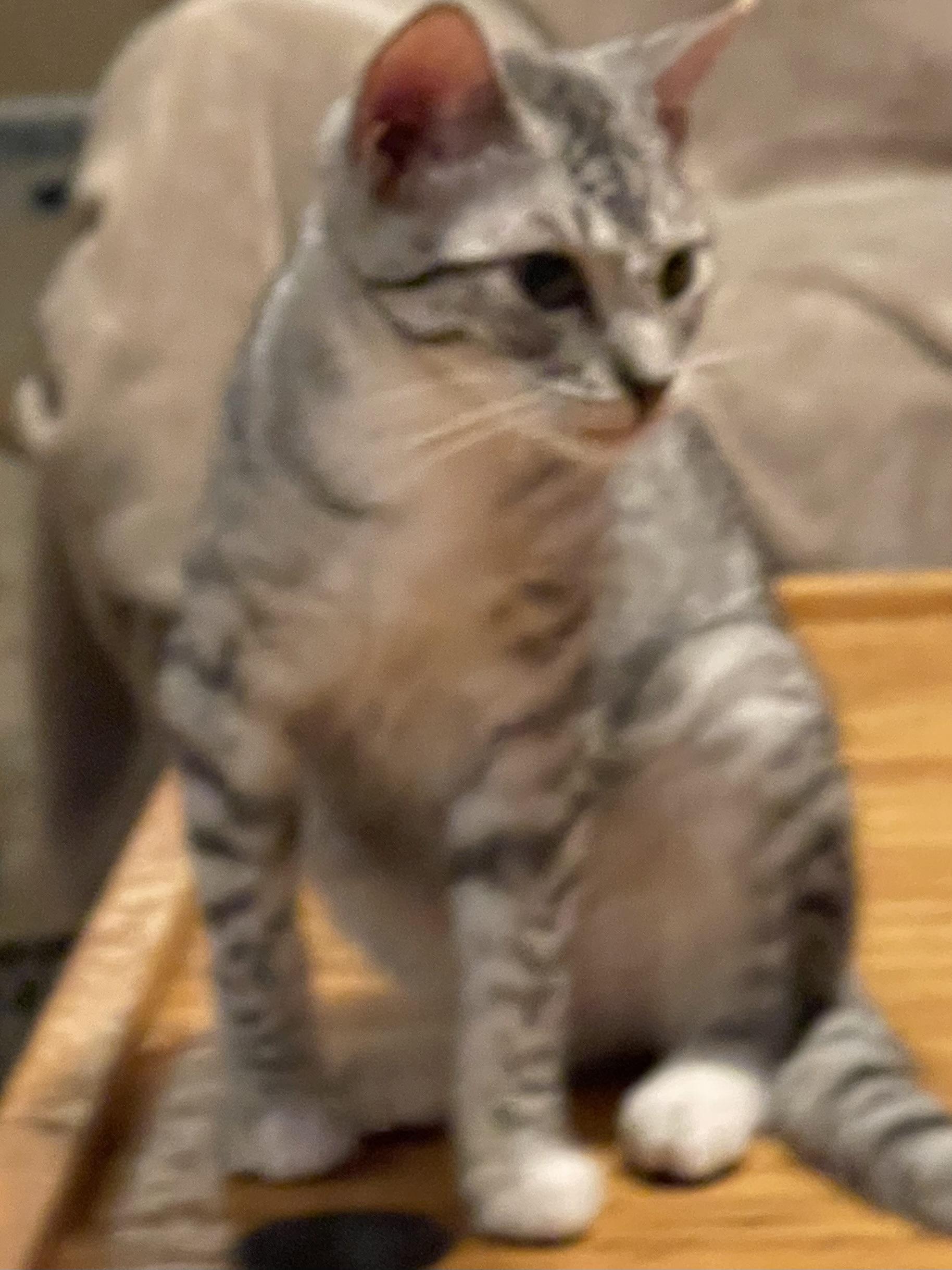 Enlarge Leonardo, a ADOPTABLE Domestic Short Hair in san antonio, TX image 3/4