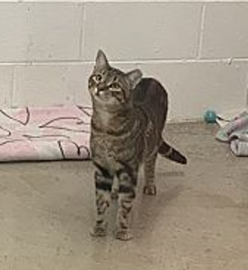 Enlarge Teddy, a Adoptable Domestic Short Hair in Huntsville, AL image 3/4